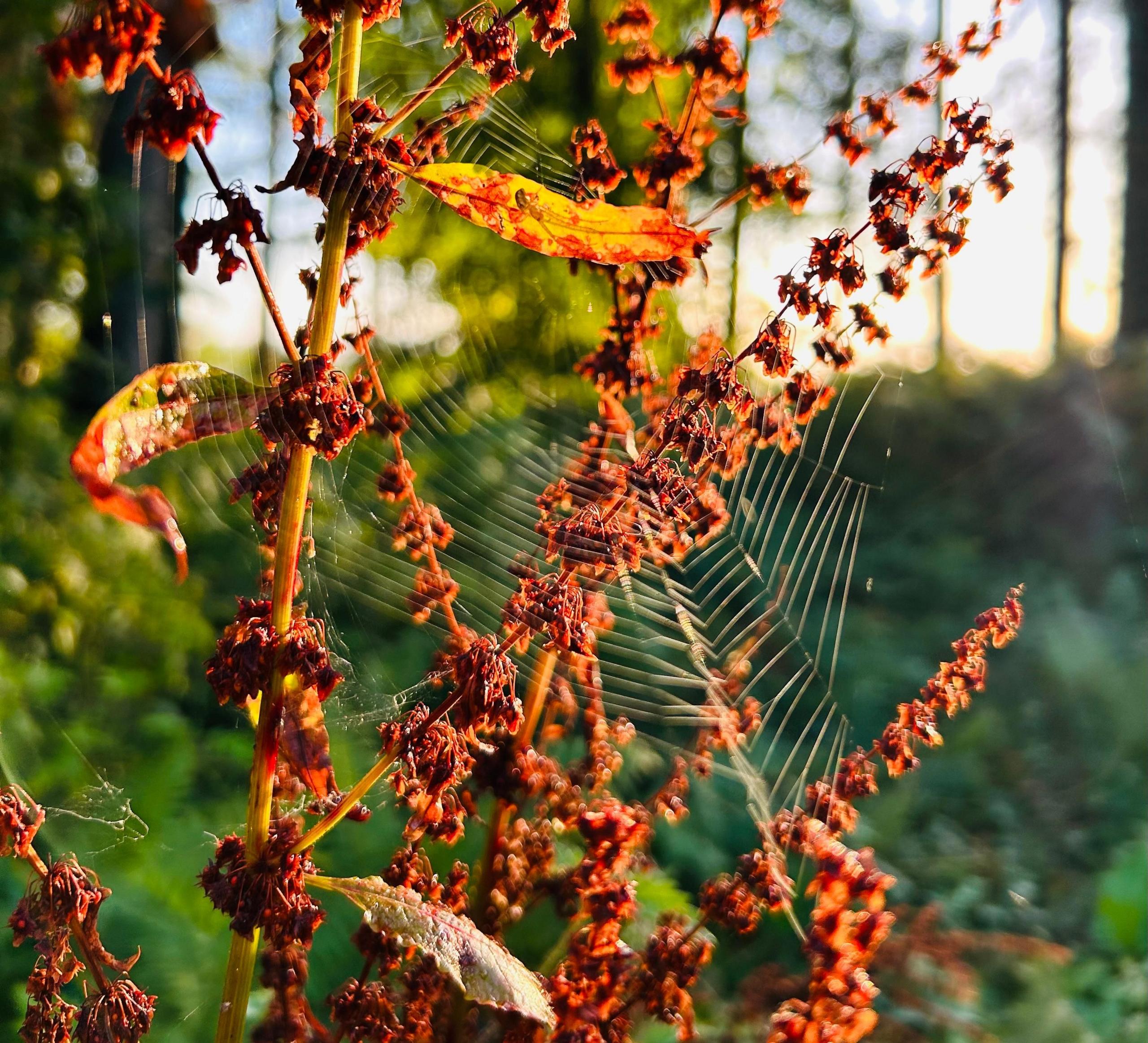 A sunlit cobweb on a browning plant in woodland.