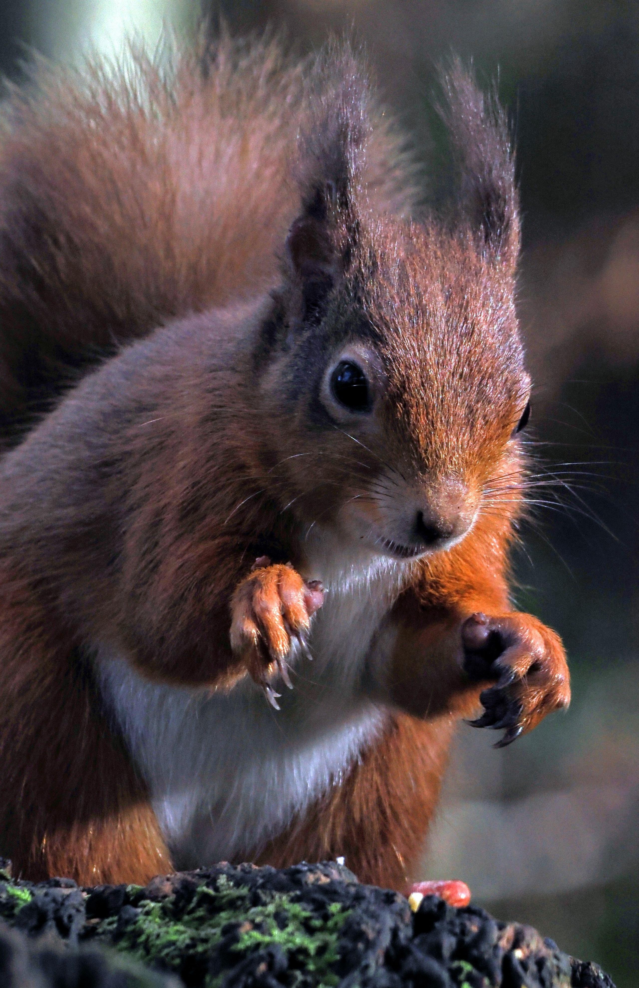 Close up of a red squirrel with its claws raised, standing on a wooden log