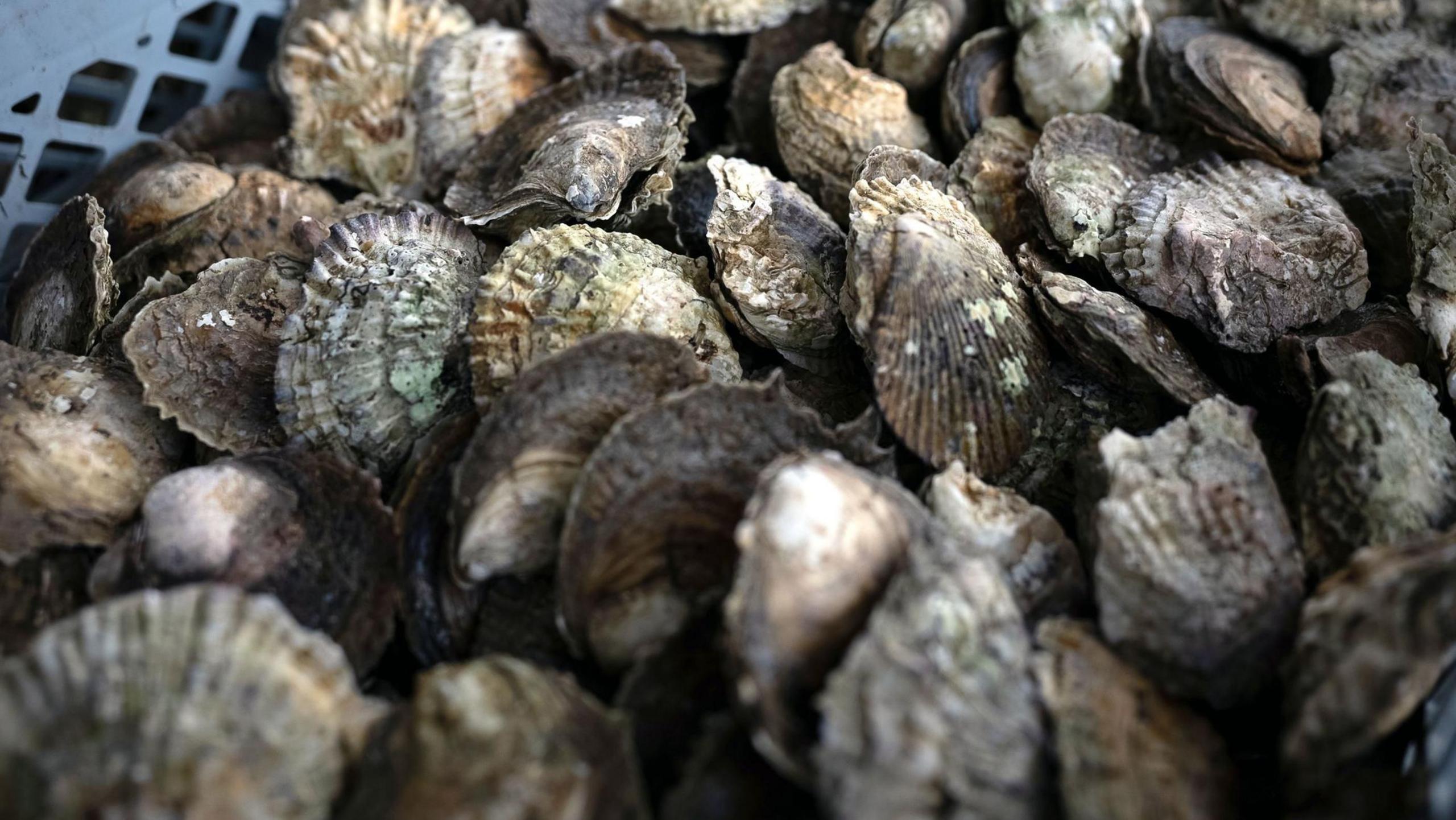 Oysters in a crate ready to be seeded on the sea bed 