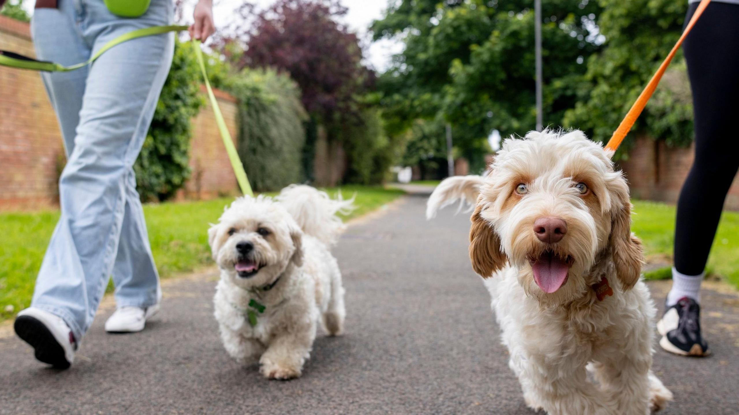 Two small white dogs being walked in a park by two people, one in black leggings and the other in jeans.