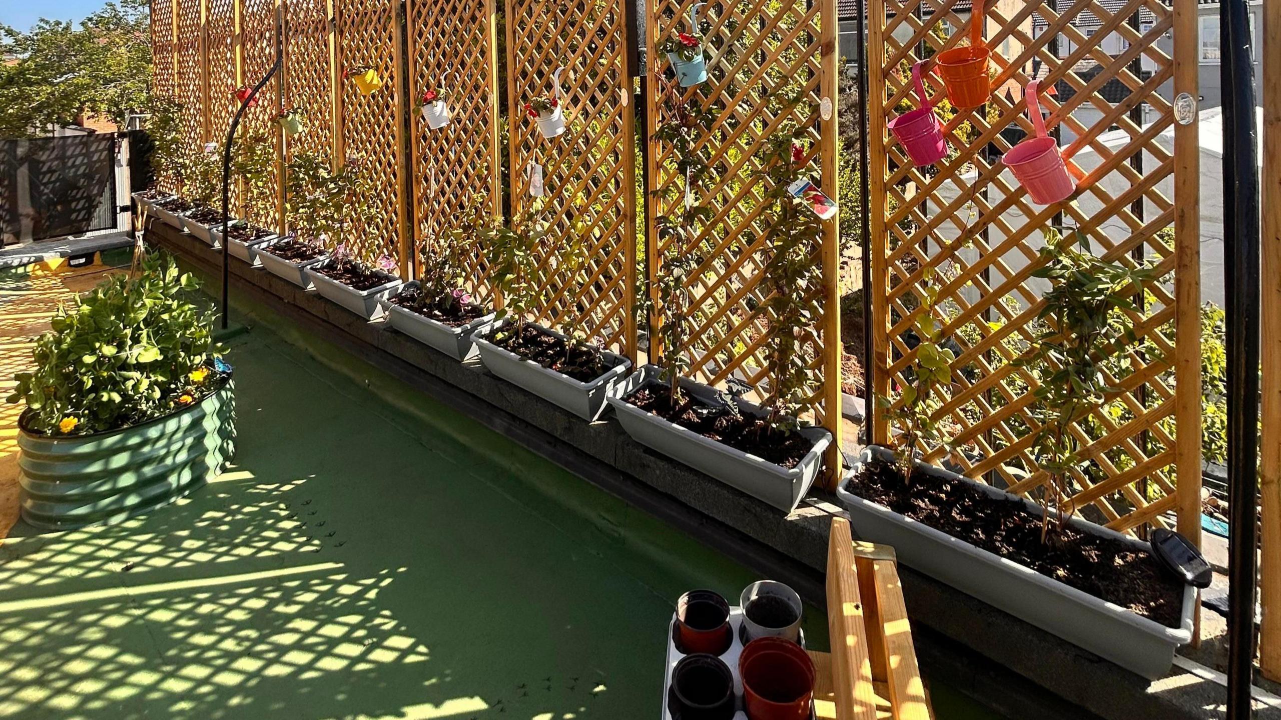 An outdoor space of a school showing trellis, pots, plants and greenery and a green floor.