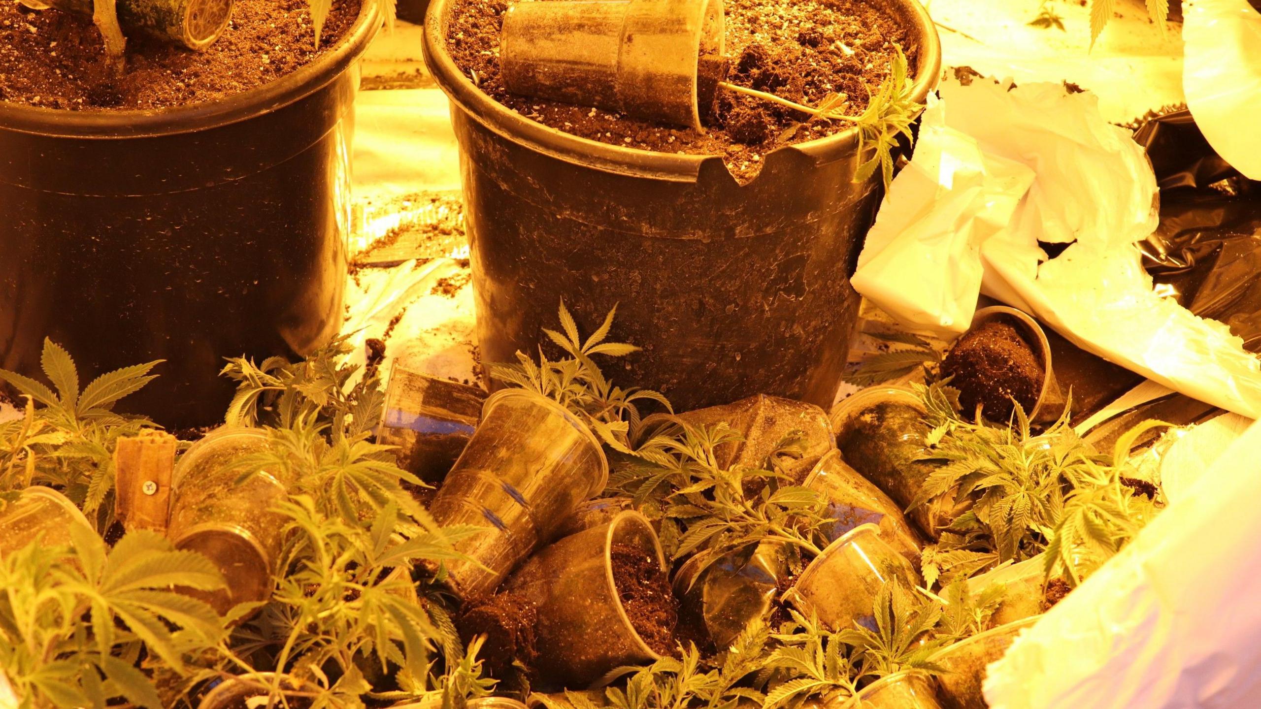 Pots of cannabis plants with smaller pots lying in front of bigger pots.