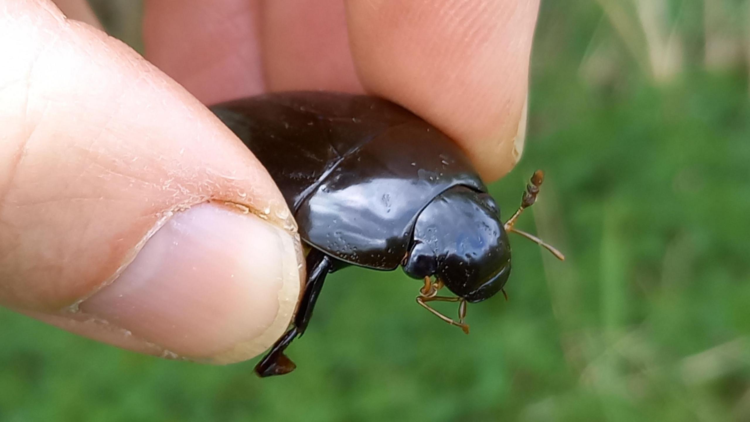 A Great Silver Water Beetle being held between a persons fingers 