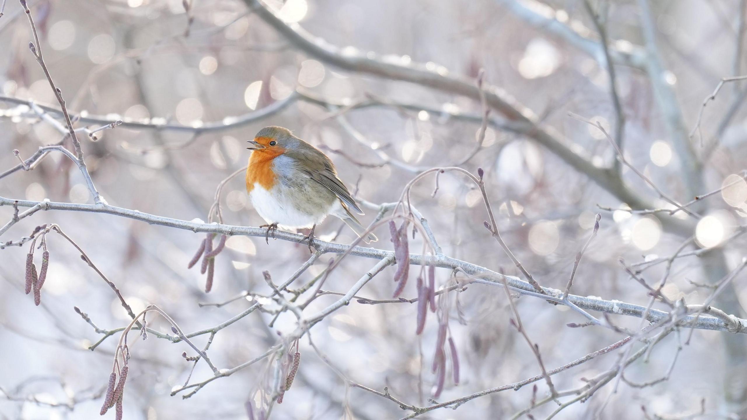 A robin, with an orange chest perches on an icy tree.