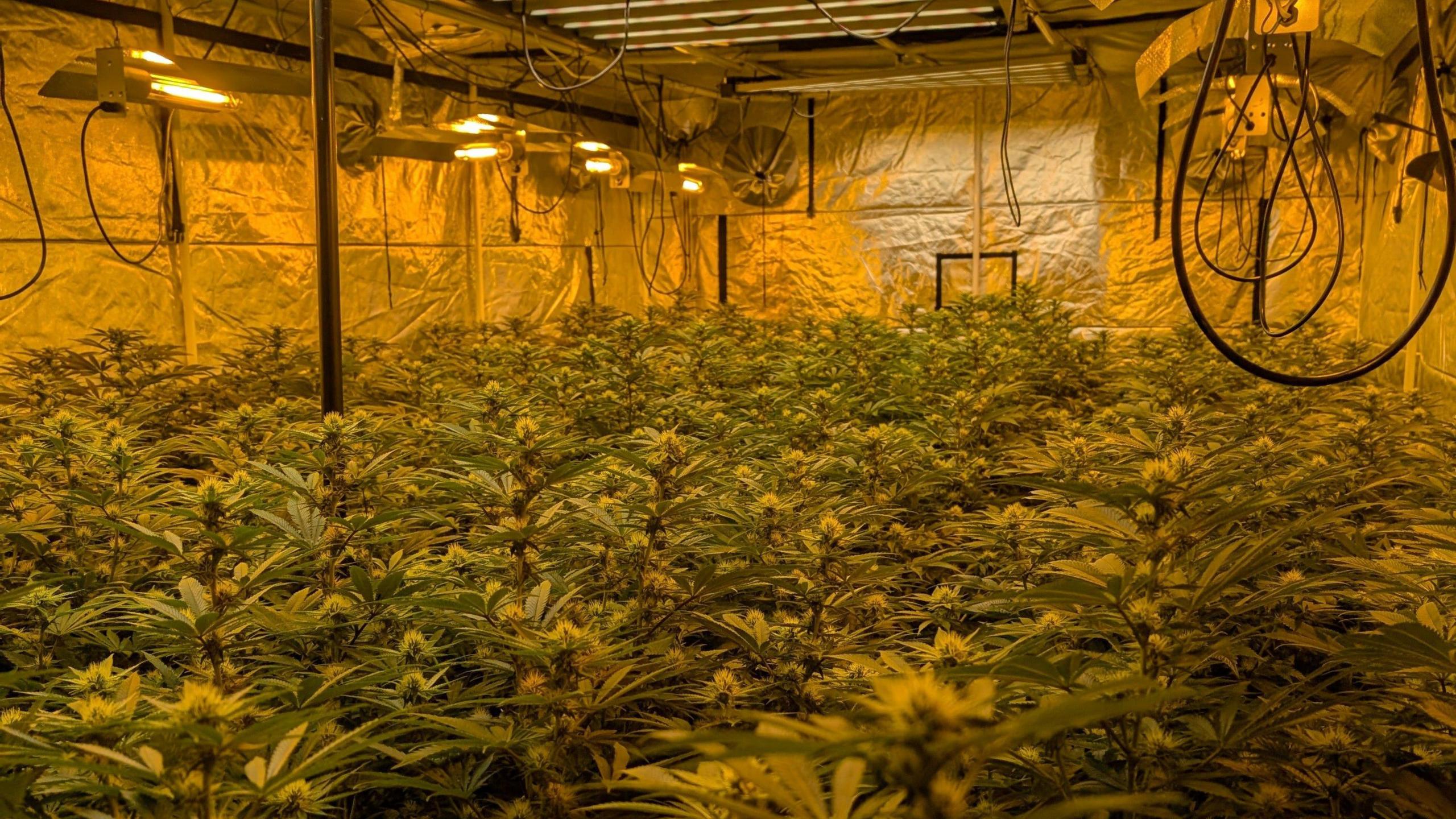 A large quantity of cannabis plants