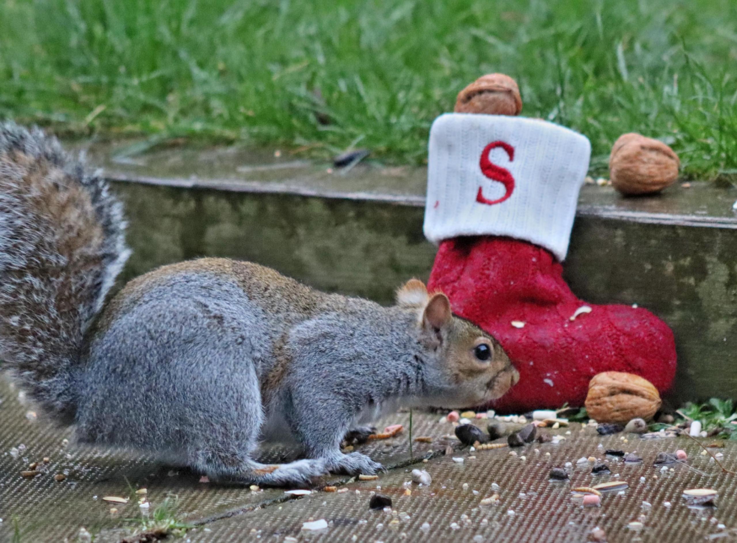 A squirrel on paving stones, surrounded by nut shell fragments. Behind, a red Christmas stocking marked "S" sits by a border stone, with walnuts placed around it.