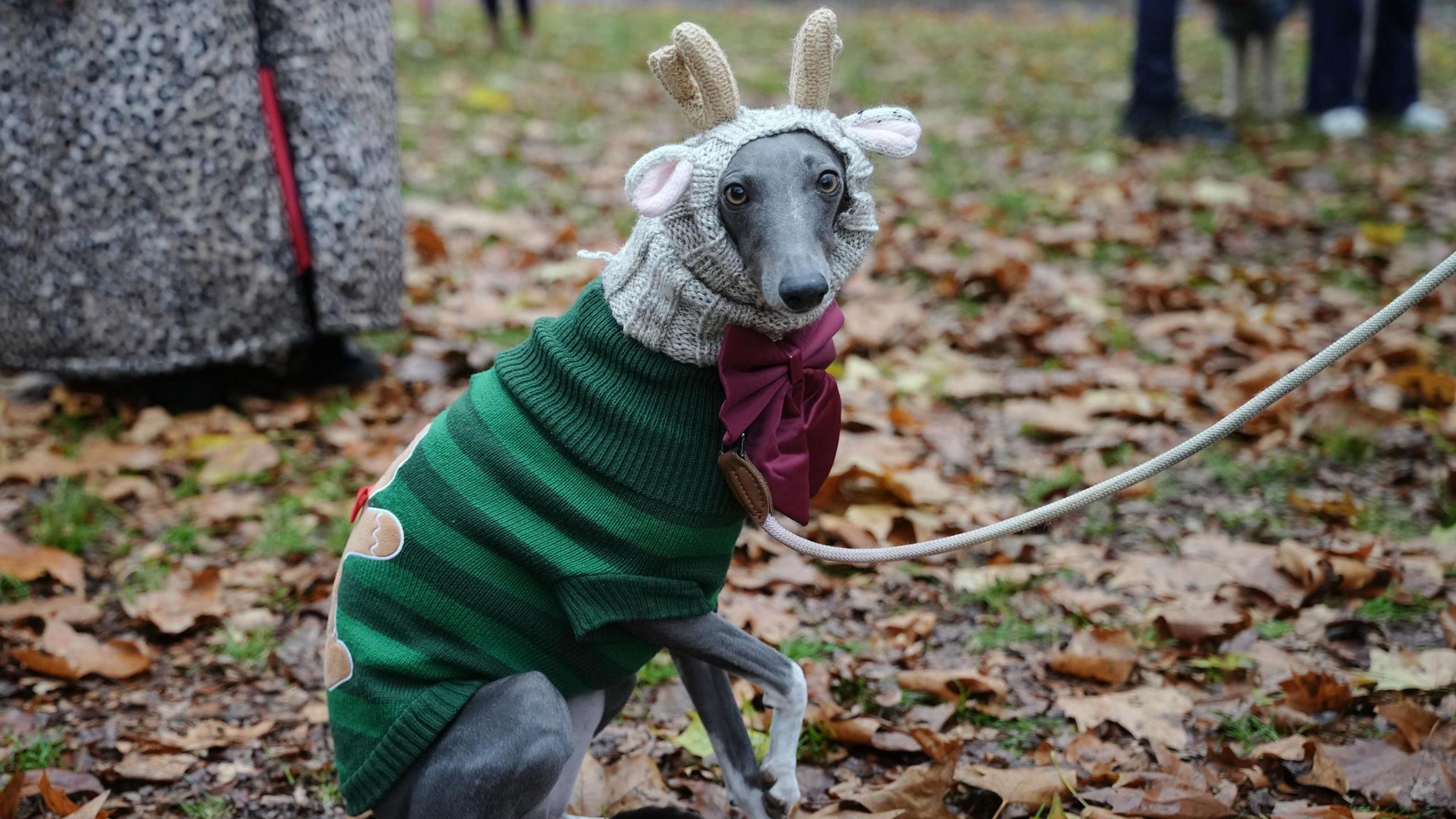 A grey dog in a green striped jumper with a gingerbread man on the back, and a hat with knitted reindeer ears and antlers.