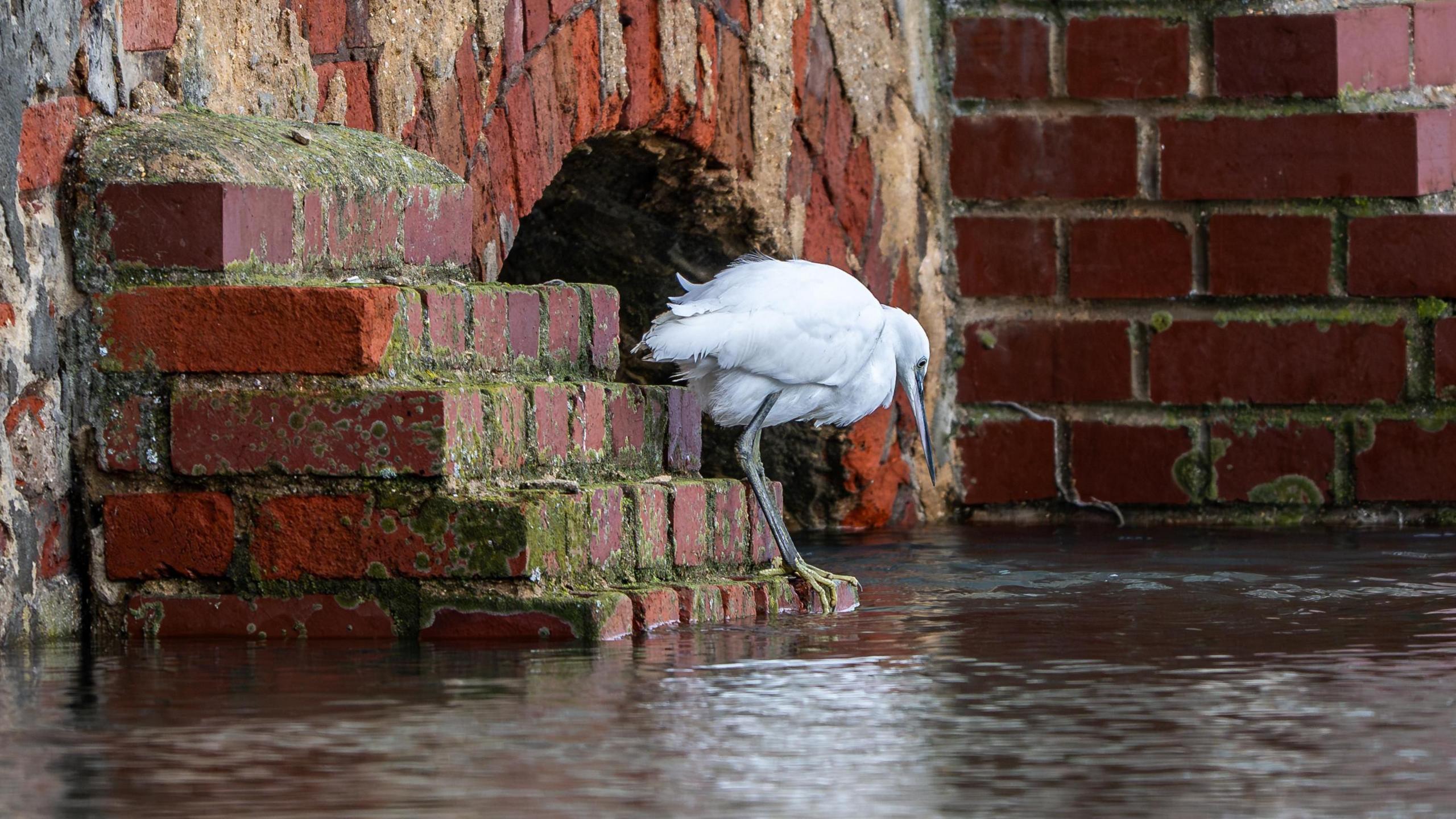 A large white bird with long legs is perched on the bottom of a red brick wall next to a body of water.