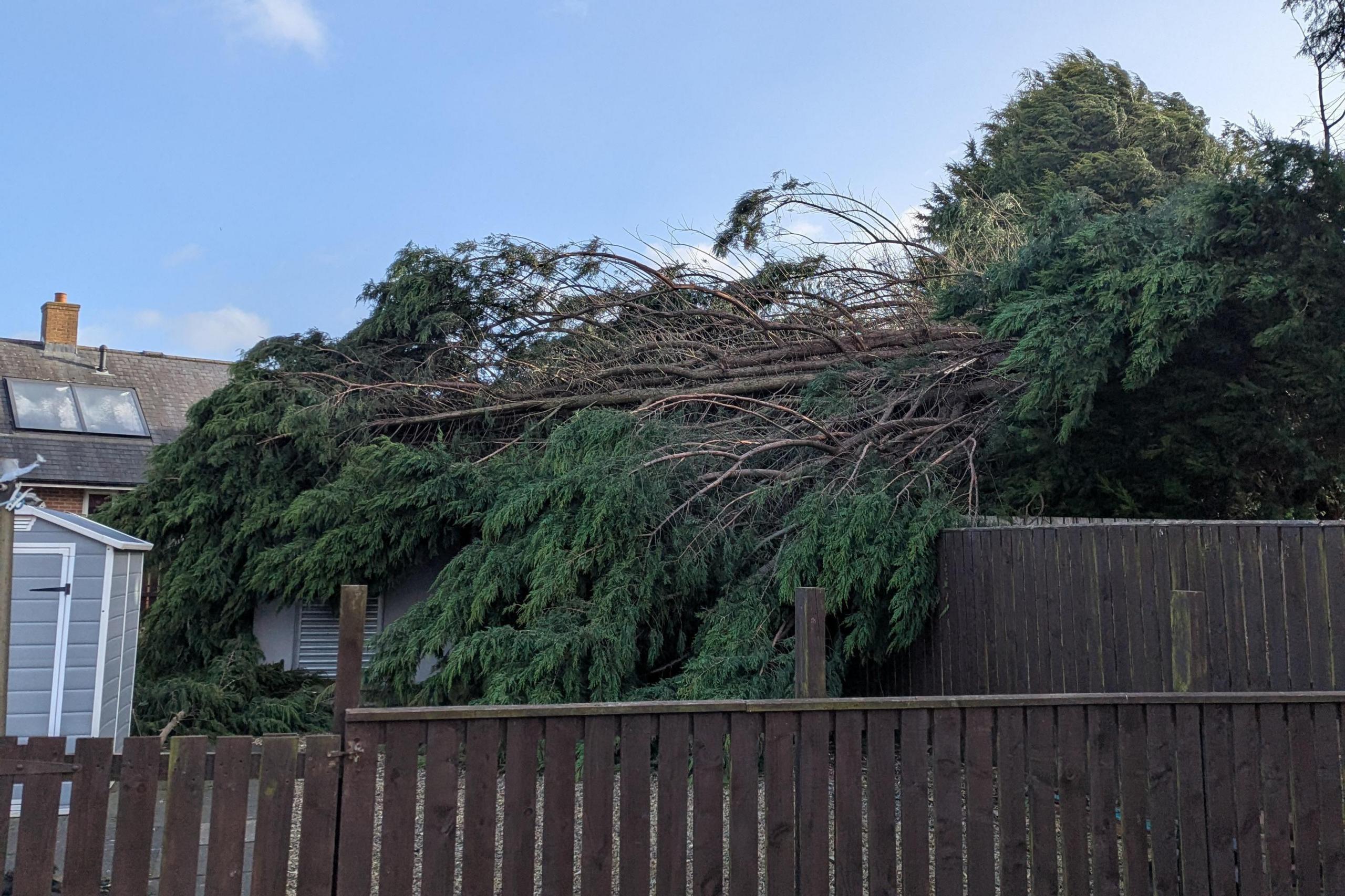 A large green tree has fallen across a garden. The branches are being held up by a brown, wooden fence.