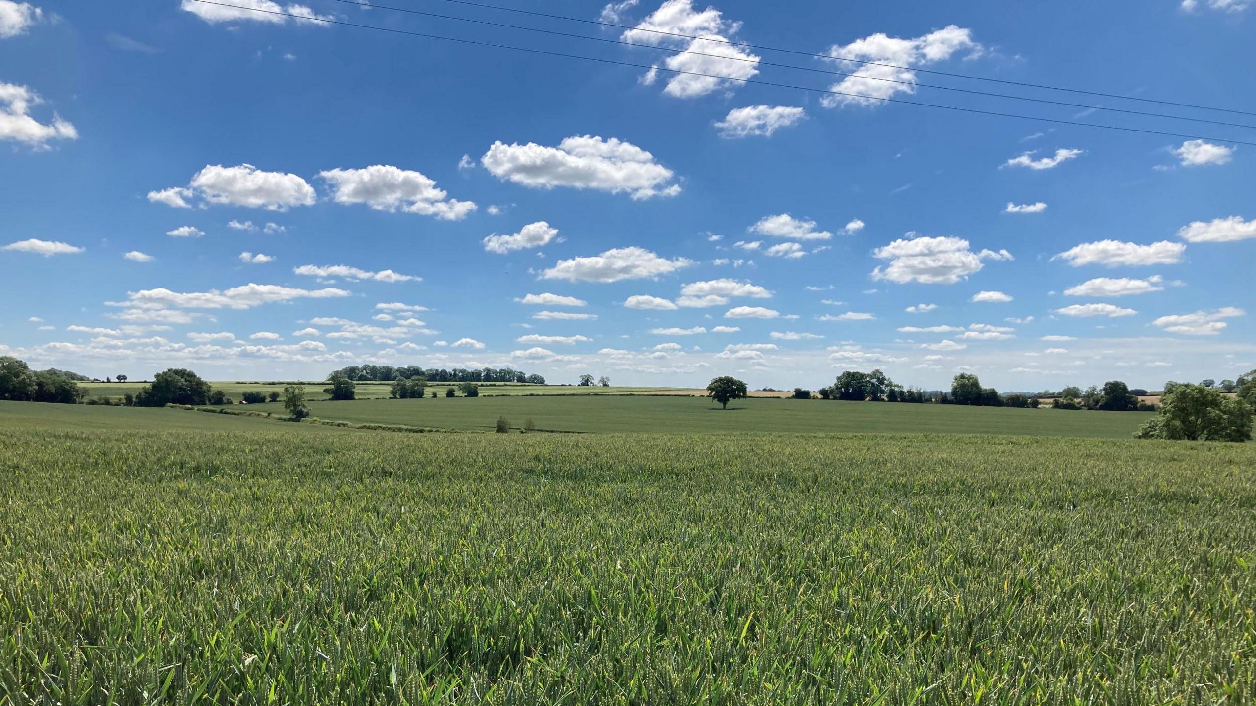 A farming field with green crops, a blue sky and white clouds