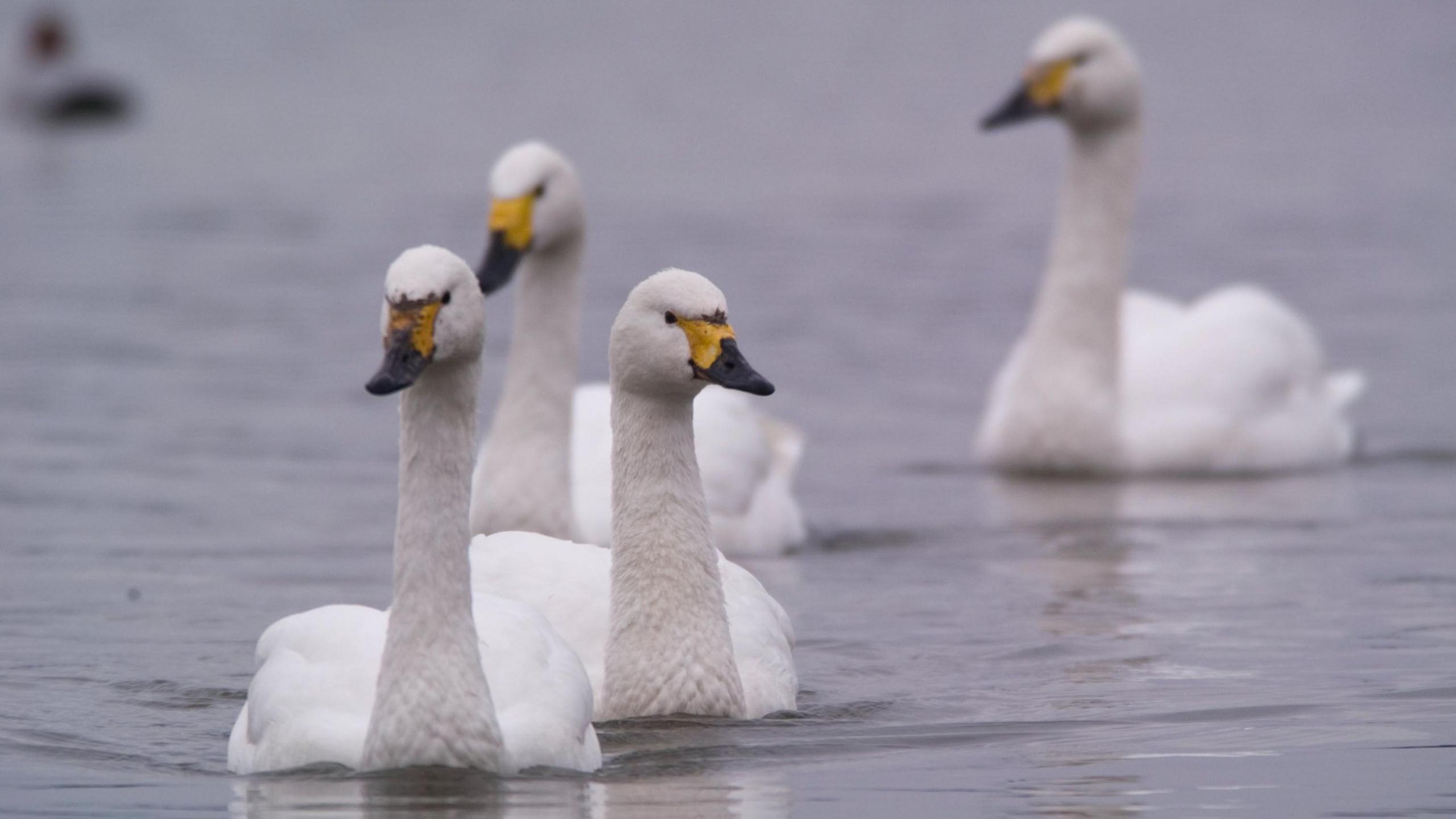 Four swans floating on a lake, facing towards the camera. They are elegant white birds with long slender necks and yellow and black bills.