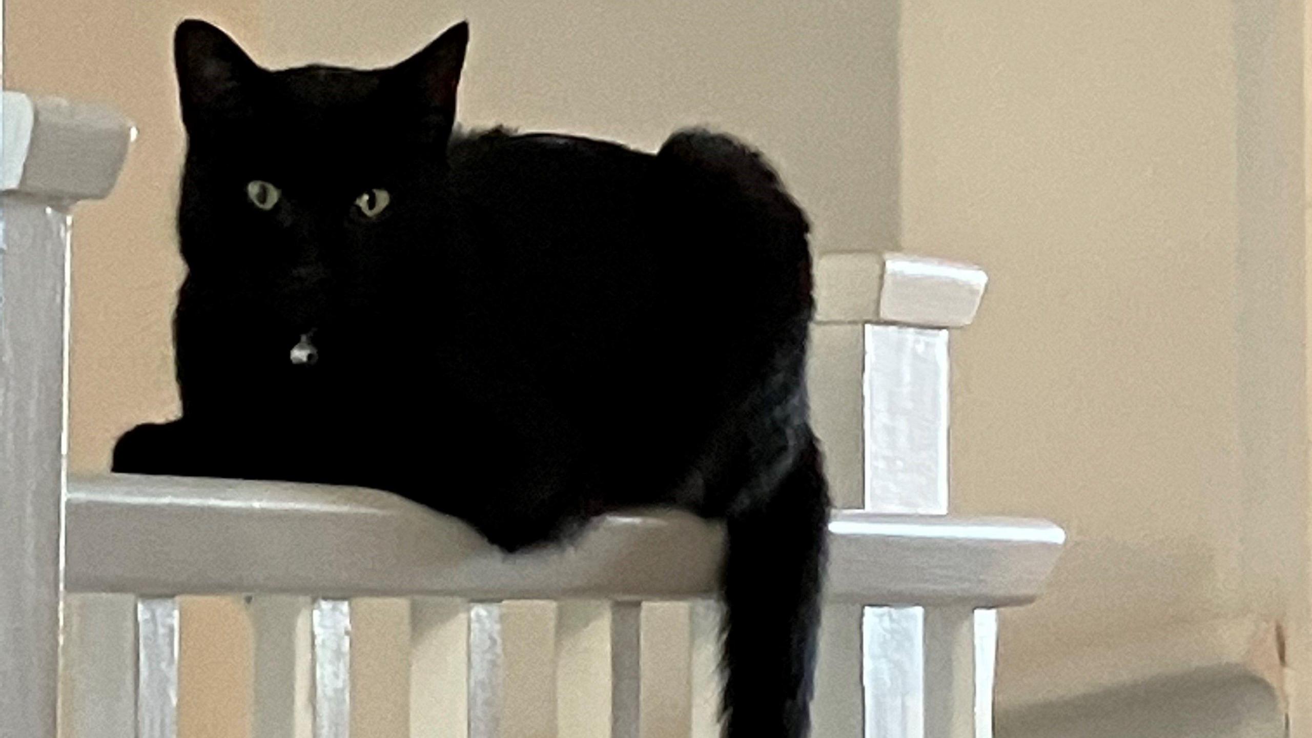 William the cat balancing on a banister