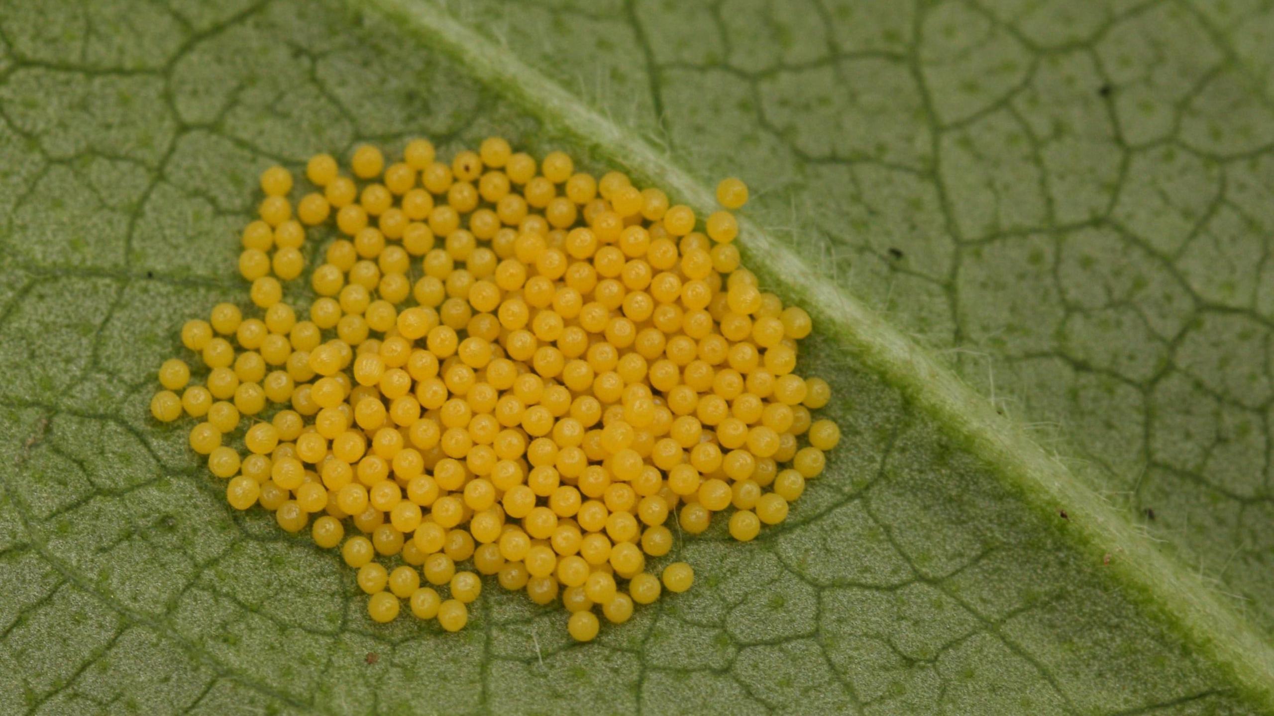 The Marsh Fritillaries eggs