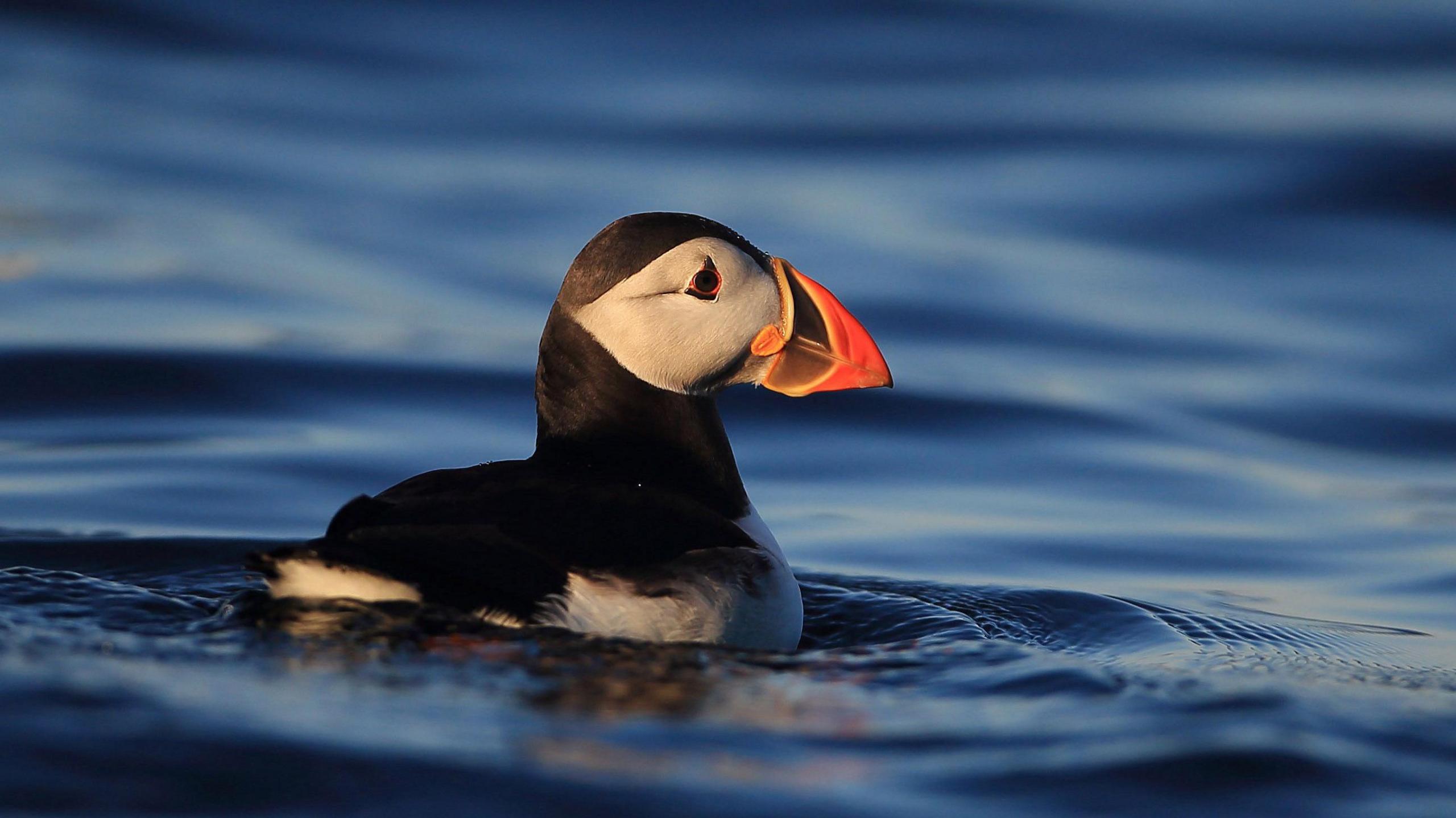 Black and white puffin with orange beak seen on water