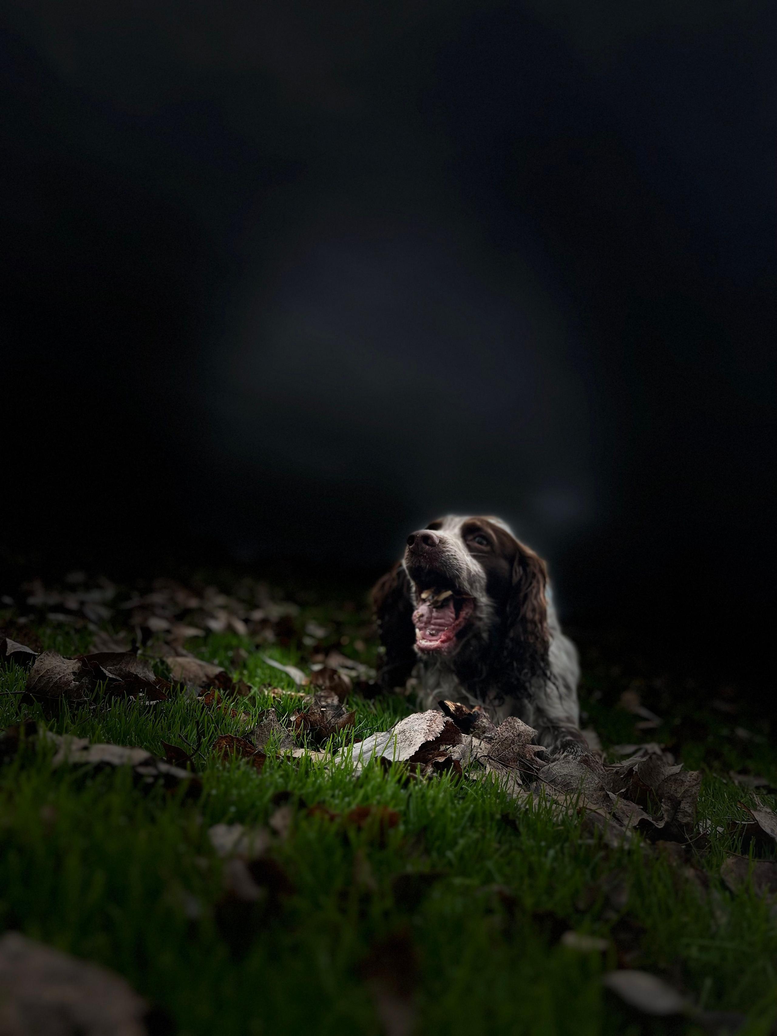 A dog