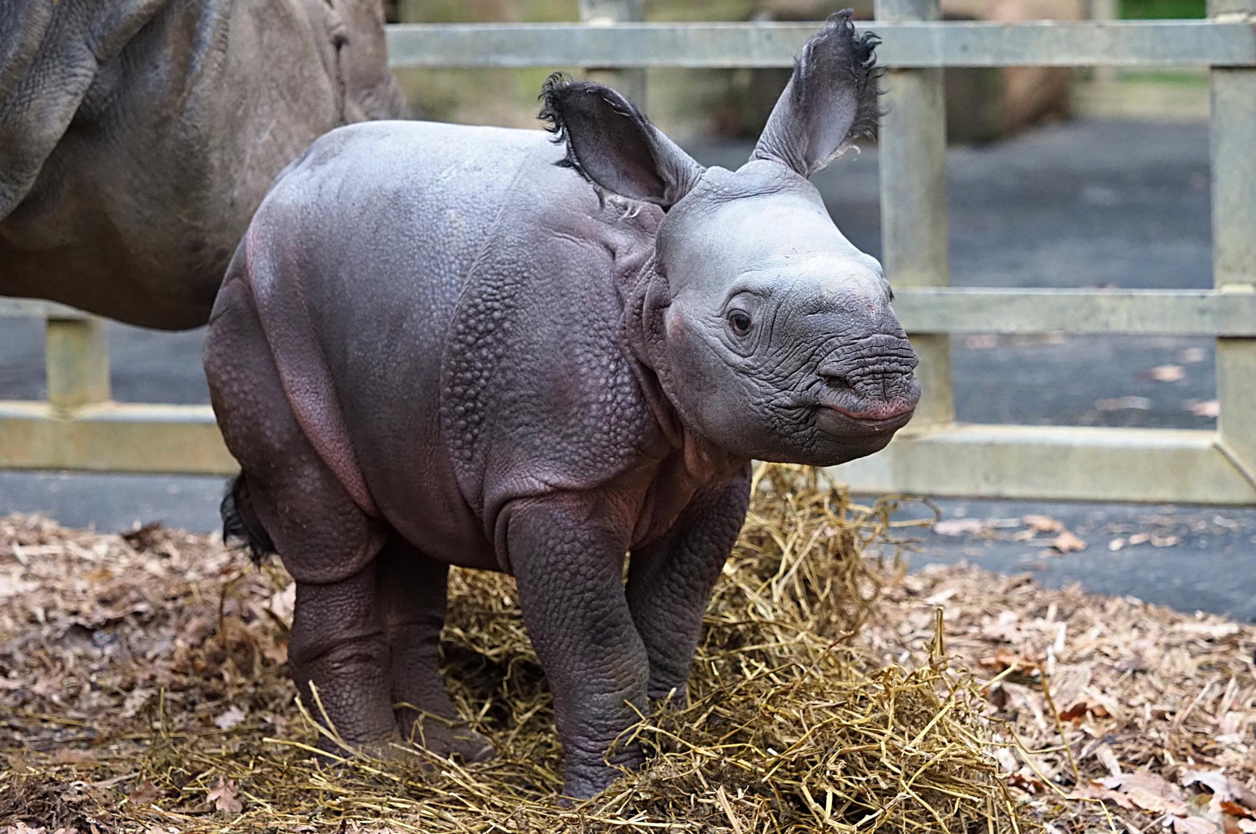 baby rhino