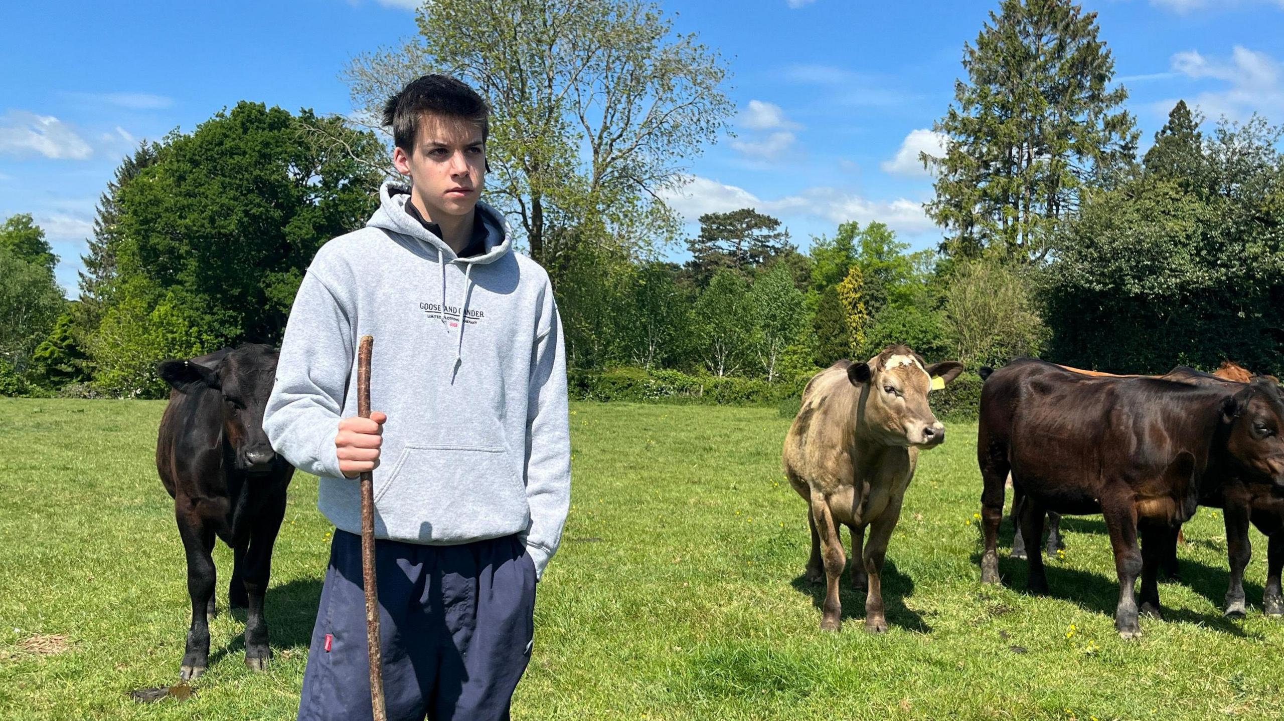 A teenager dressed in a hoody and blue trousers is holding a stick in a lush green farm field. He has black and brown cows walking behind him.