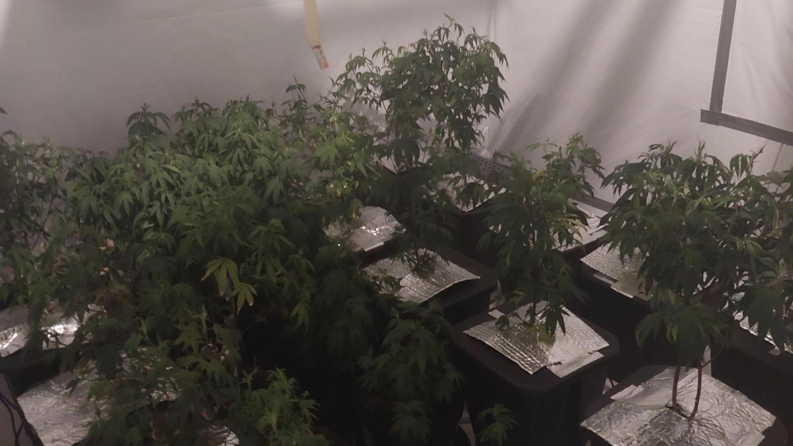 A room full of cannabis plants on little tables.