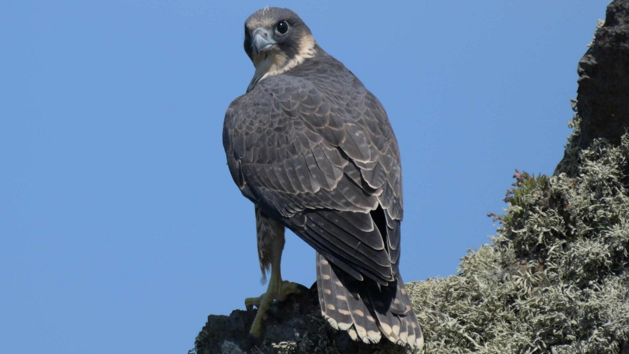 A peregrine falcon is perched on a ledge with its large eyes looking towards the camera. Its muted plumage stands out against the deep blue sky.