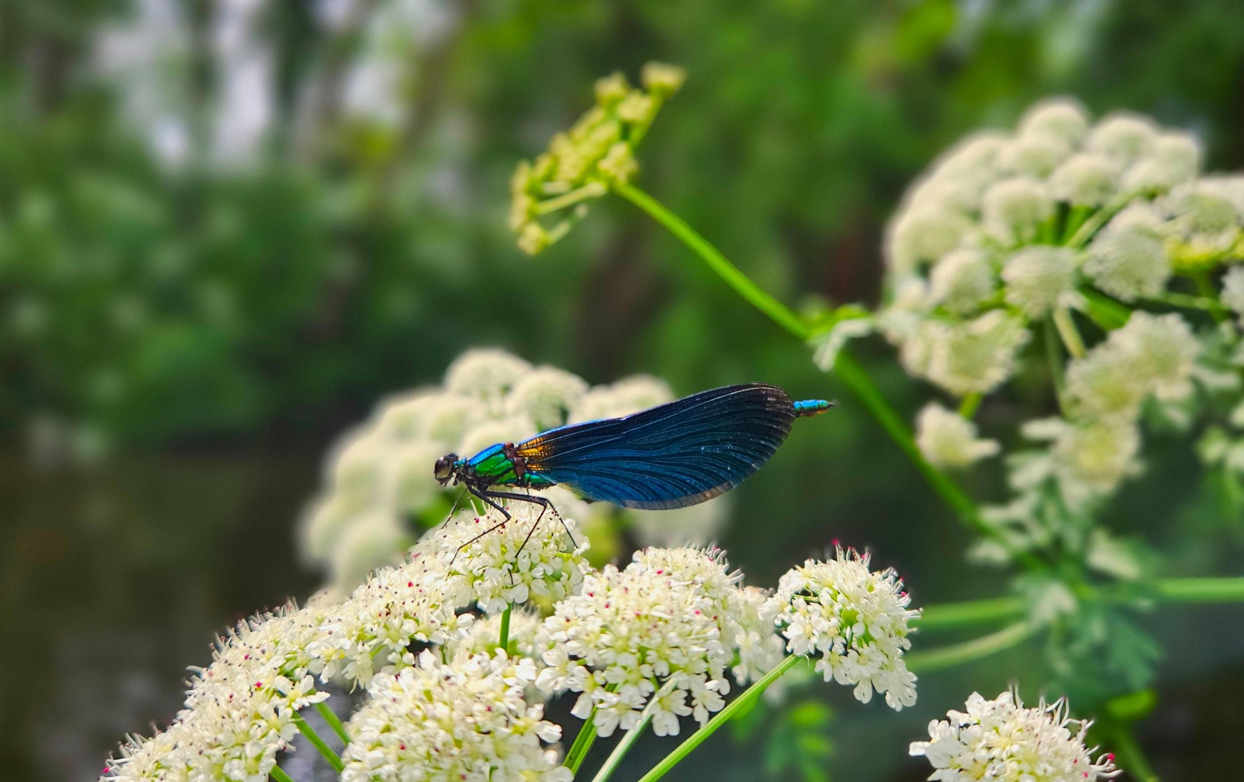 A blue-winged damselfly with hints of orange and green on its abdomen settles on white hemlock flowers whose green stems recede into a blur
