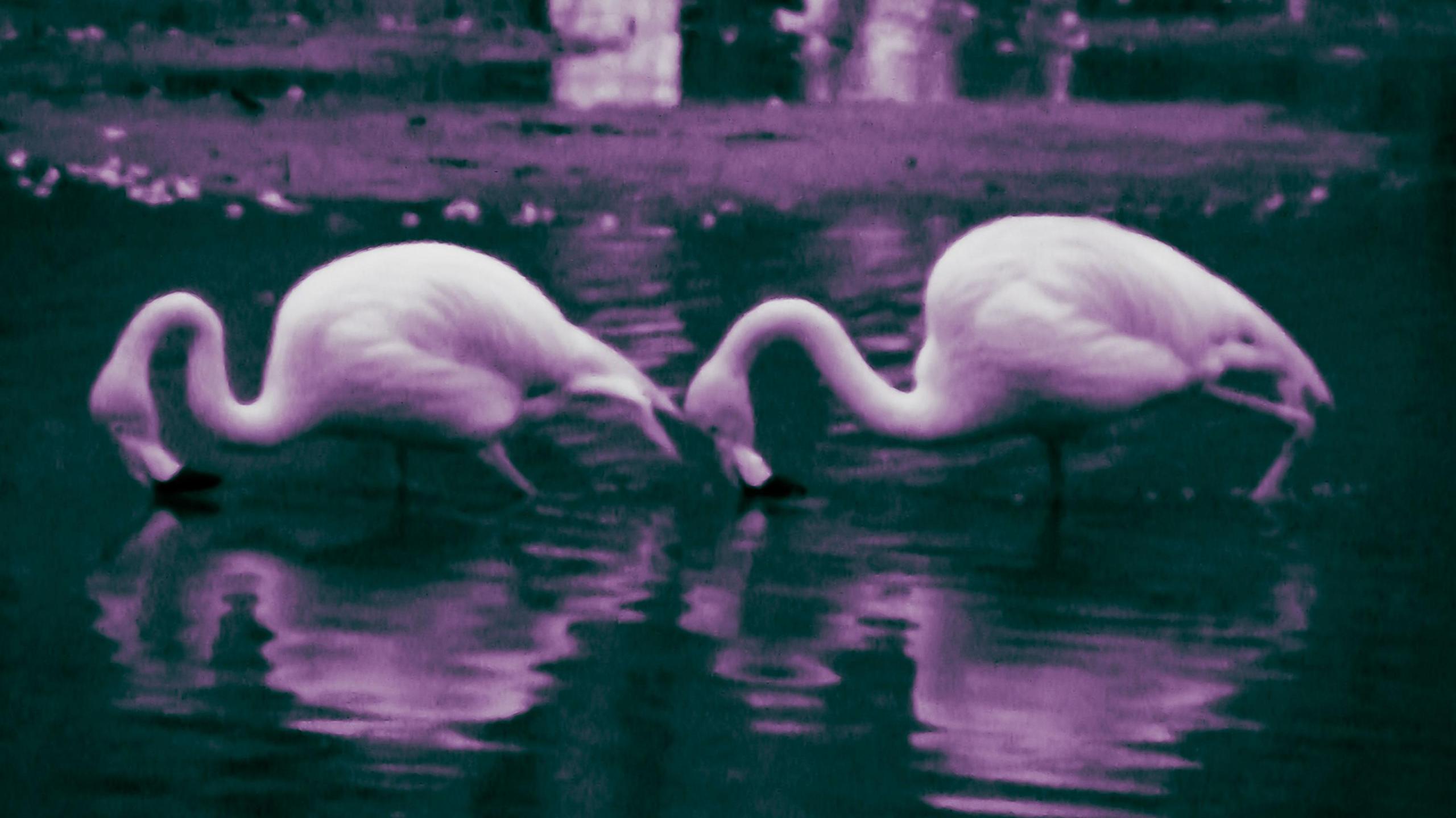 Flamingos reflected in the water.