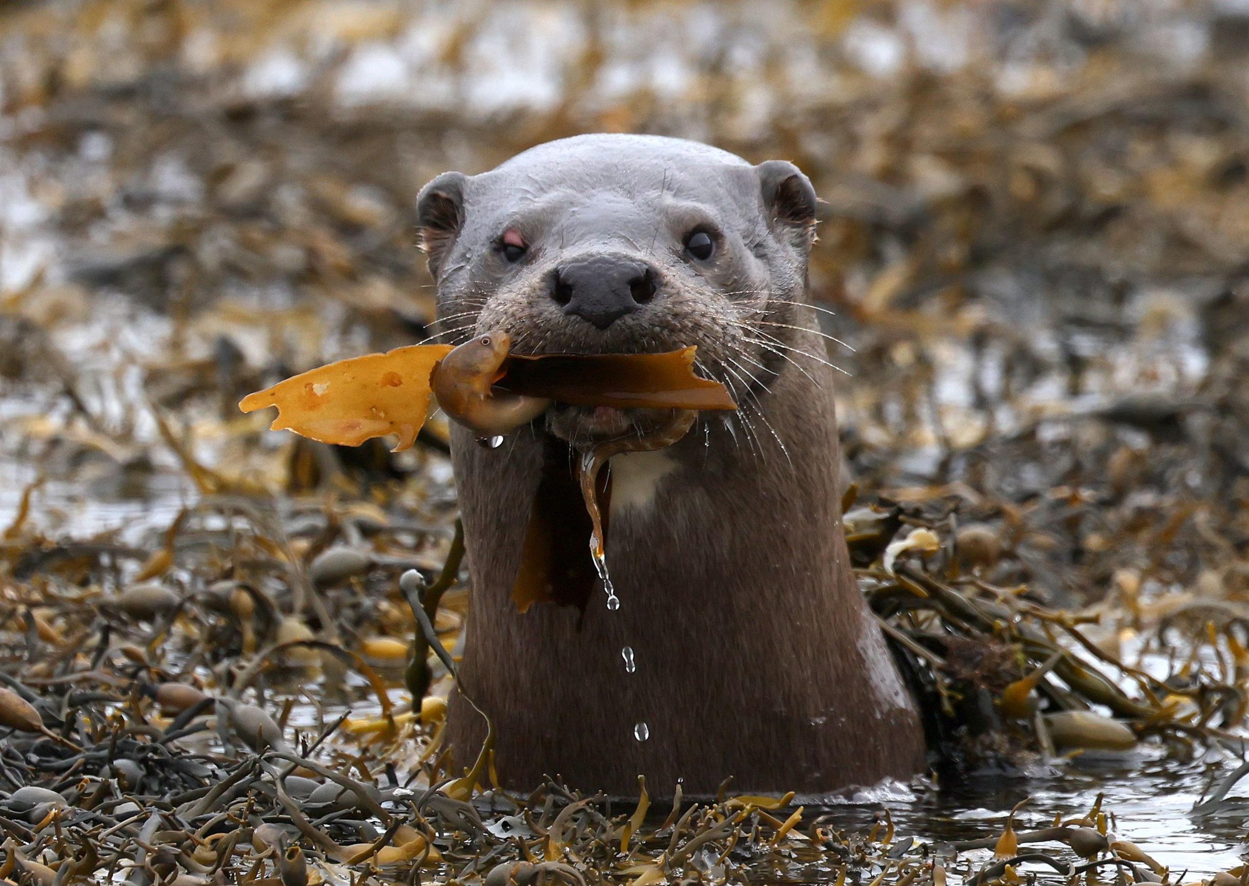 Otter among seaweed carrying a fish in its mouth