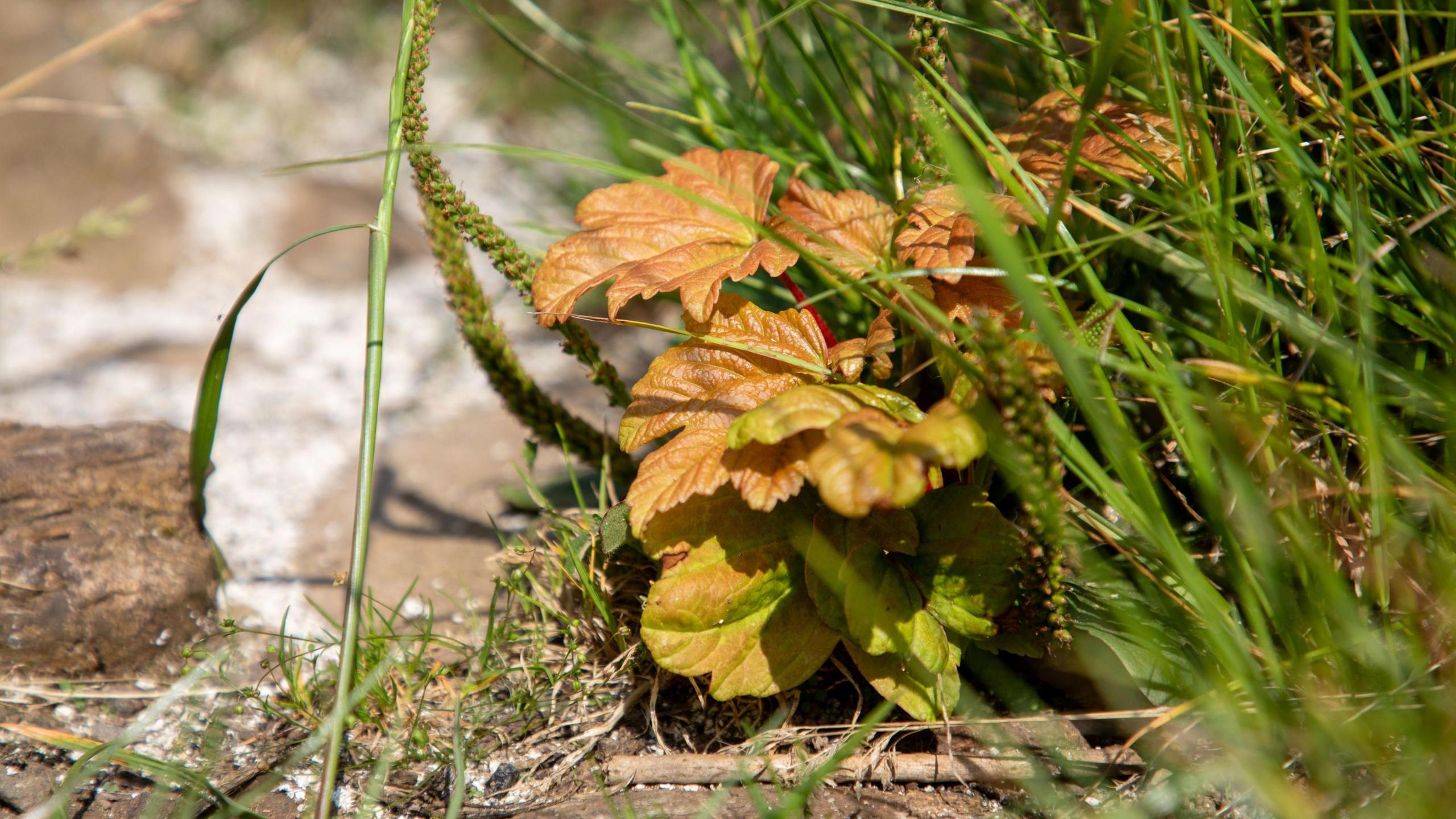 new leaves spotted at base of sycamore gap tree