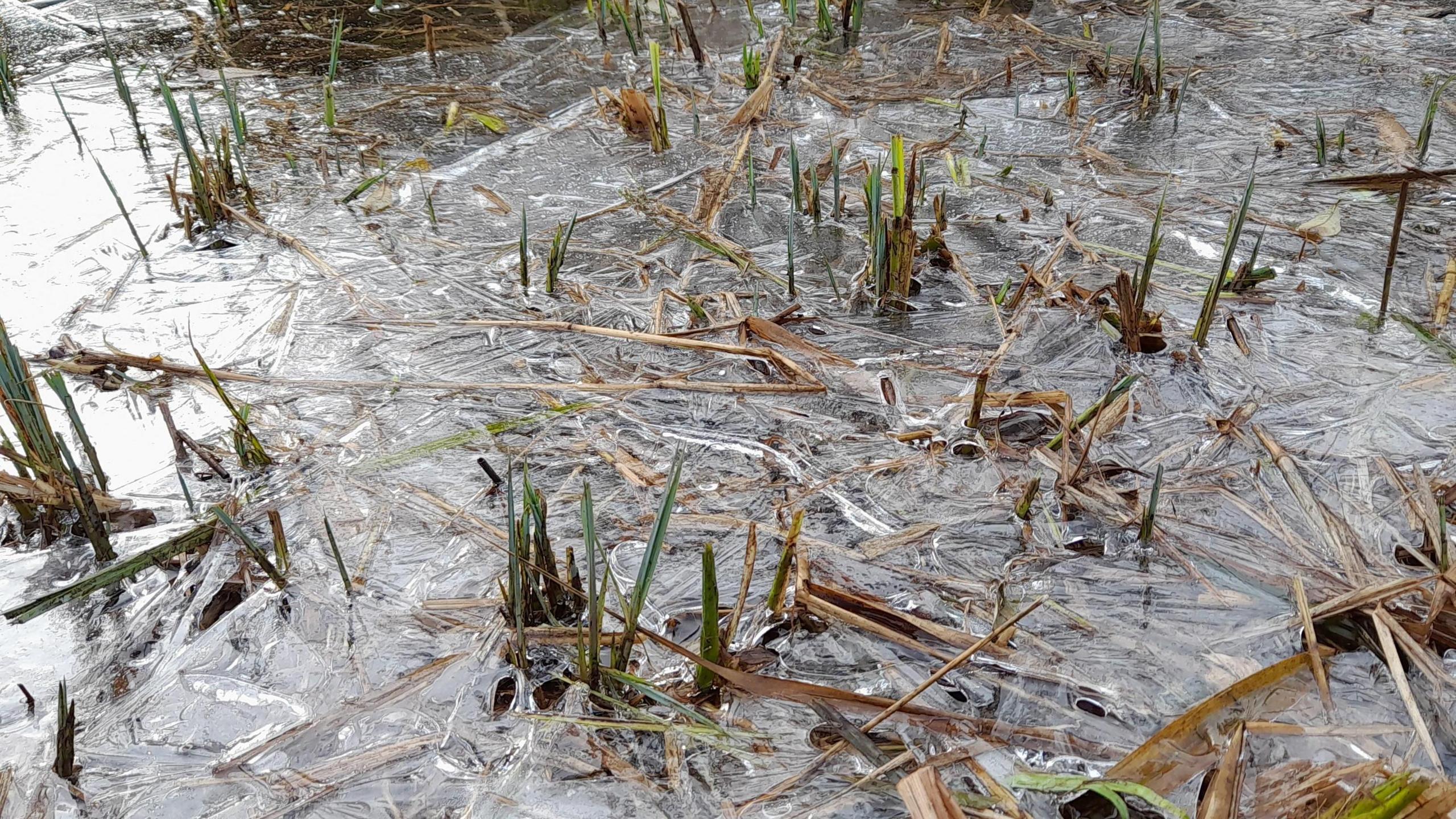 An area of water has turned to ice in this picture. The water is covering an area of long grass with some blades poking through the ice and water.