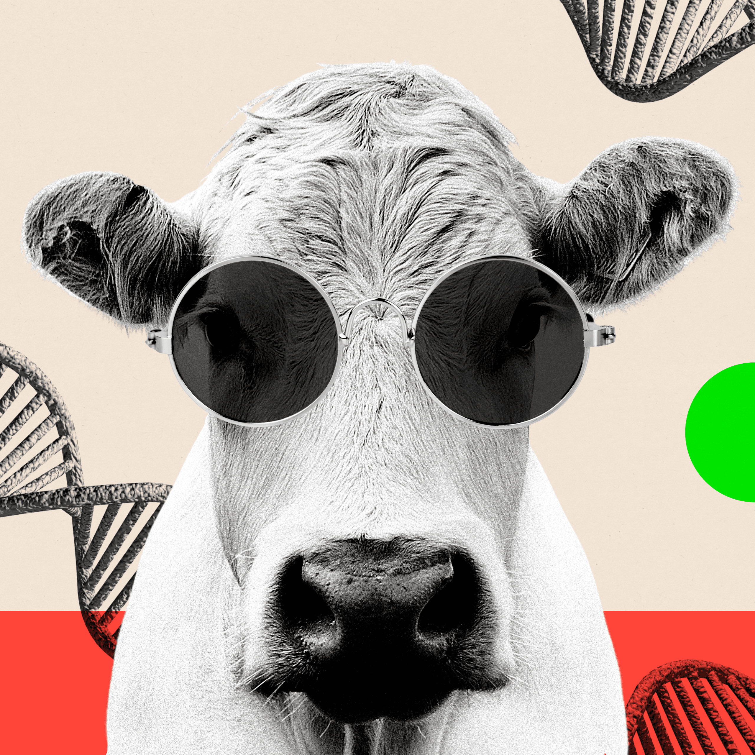 Montage image showing a cow wearing sunglasses and DNA strands