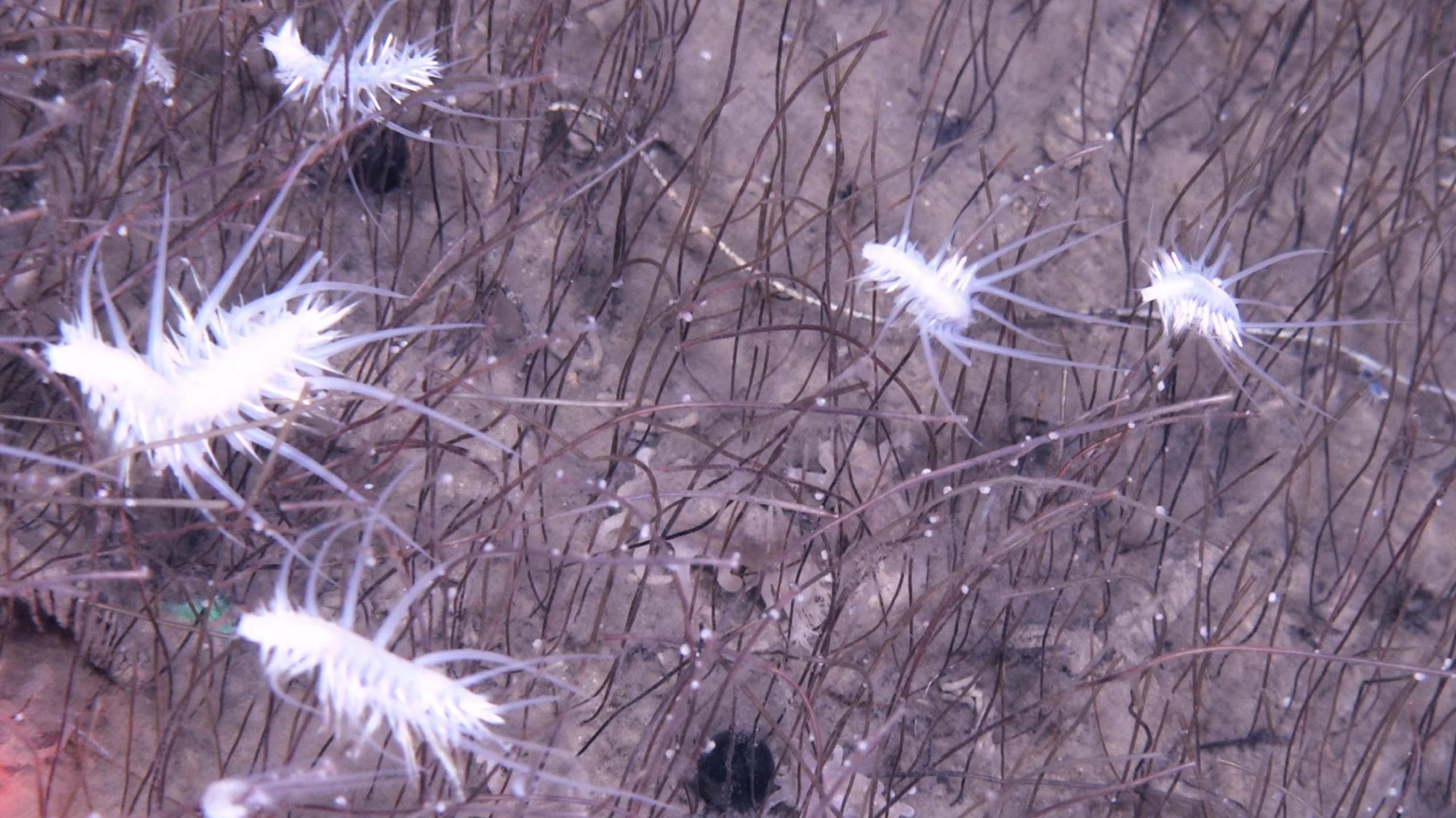 The image is captured at depths of several kilometres in a deep ocean trench. It shows five bright white, spiky shrimp like creatures moving through what looks like reddish-brown grass. When you look more closely, each blade of grass is actually a tube worm emerging about 30cm from the sea floor.