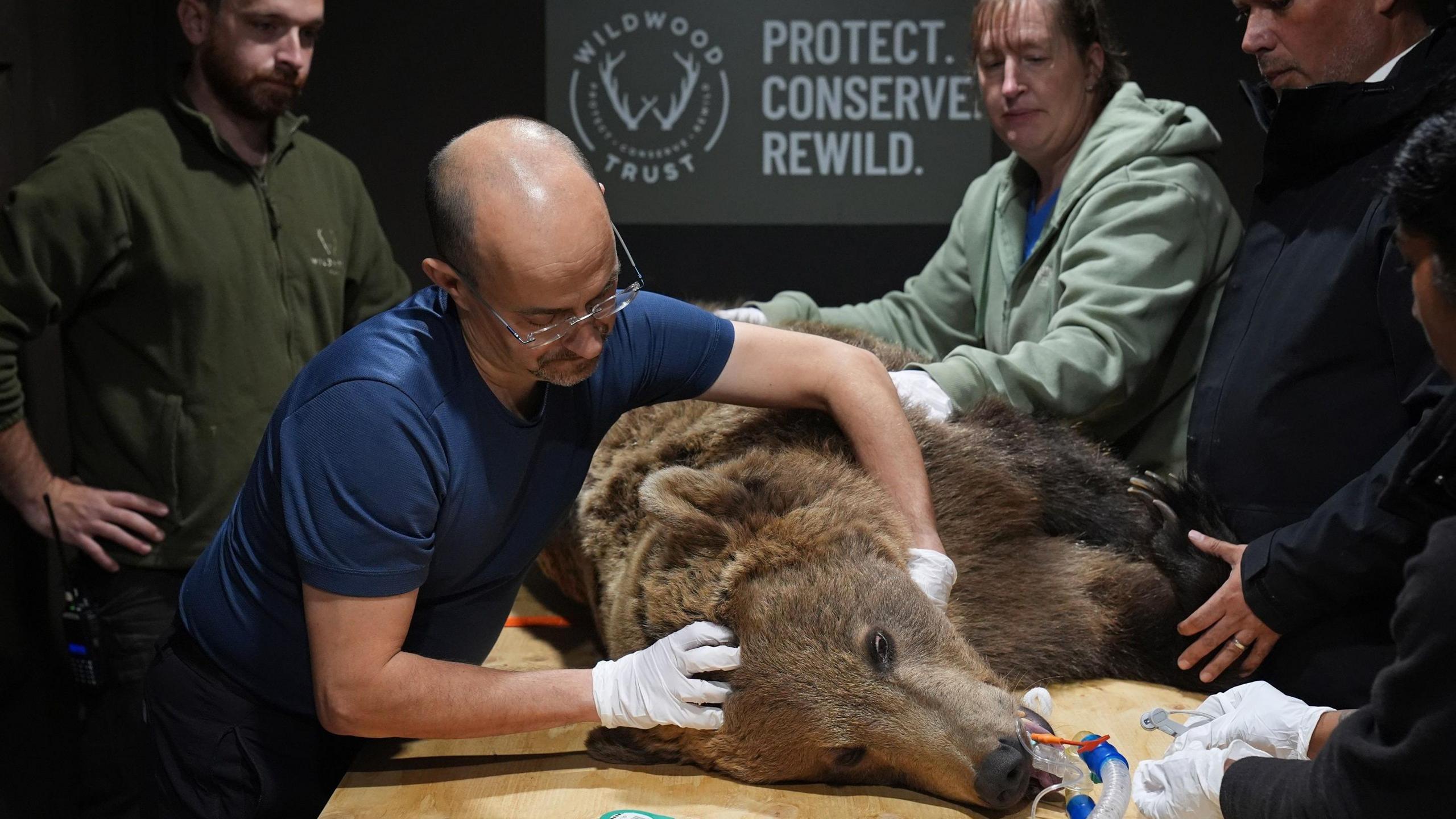 A large brown bear lies on a table and is held on the head by a man wearing white gloves. A sign in the background reads "protect, conserve, rewild" and has the wildwood trust logo on it.