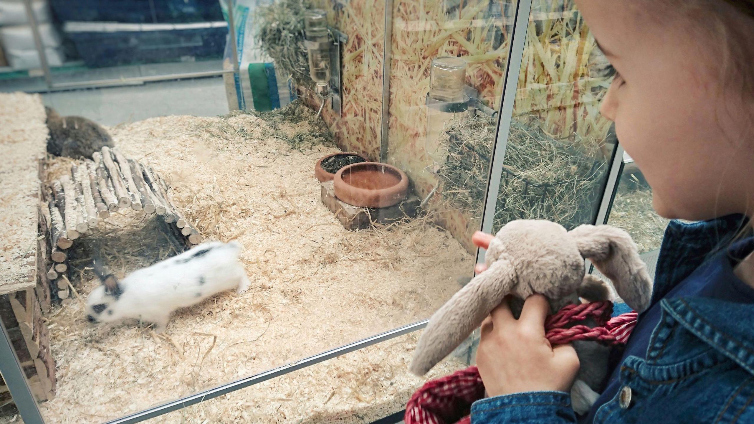 Child looking at rabbits in a pet shop