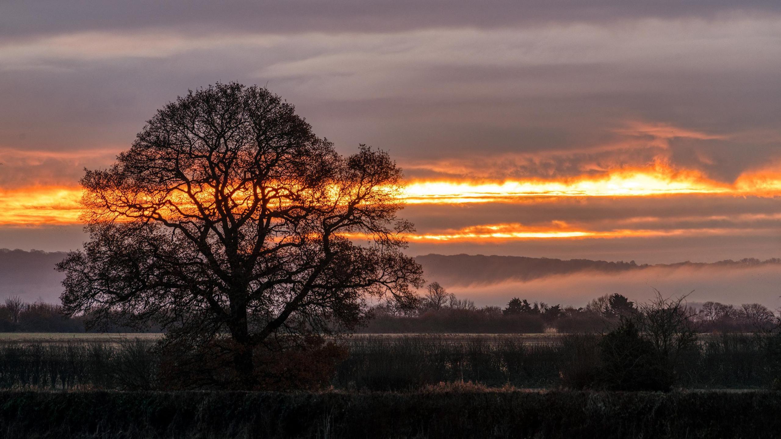 A sun rise behind the silhouette of a large leafless tree.  The sky is red lighting up the clouds and there is a low bank of mist over the hedges and fields.