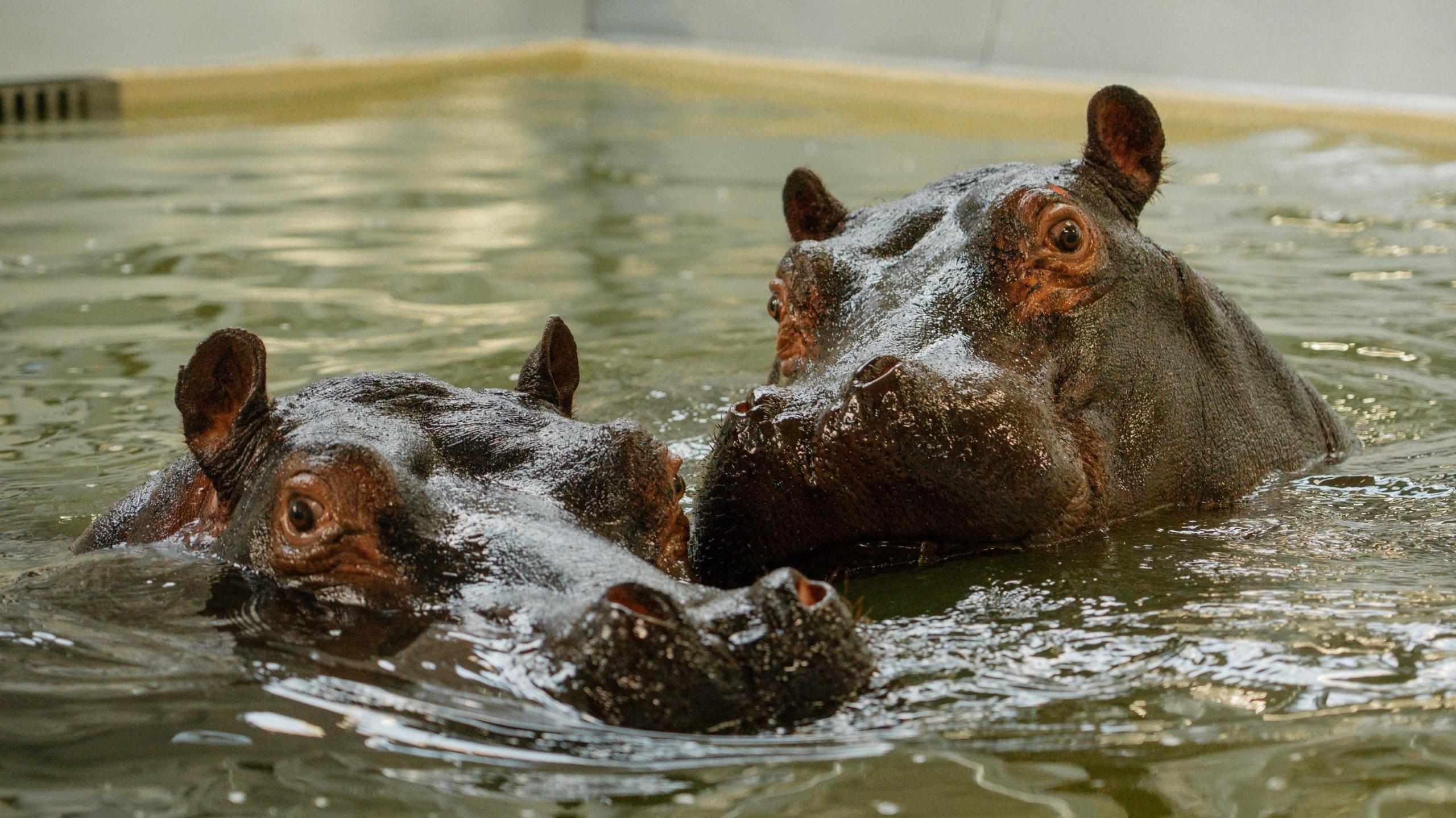 Two hippos, their heads together, peer up over the water in their enclosure.