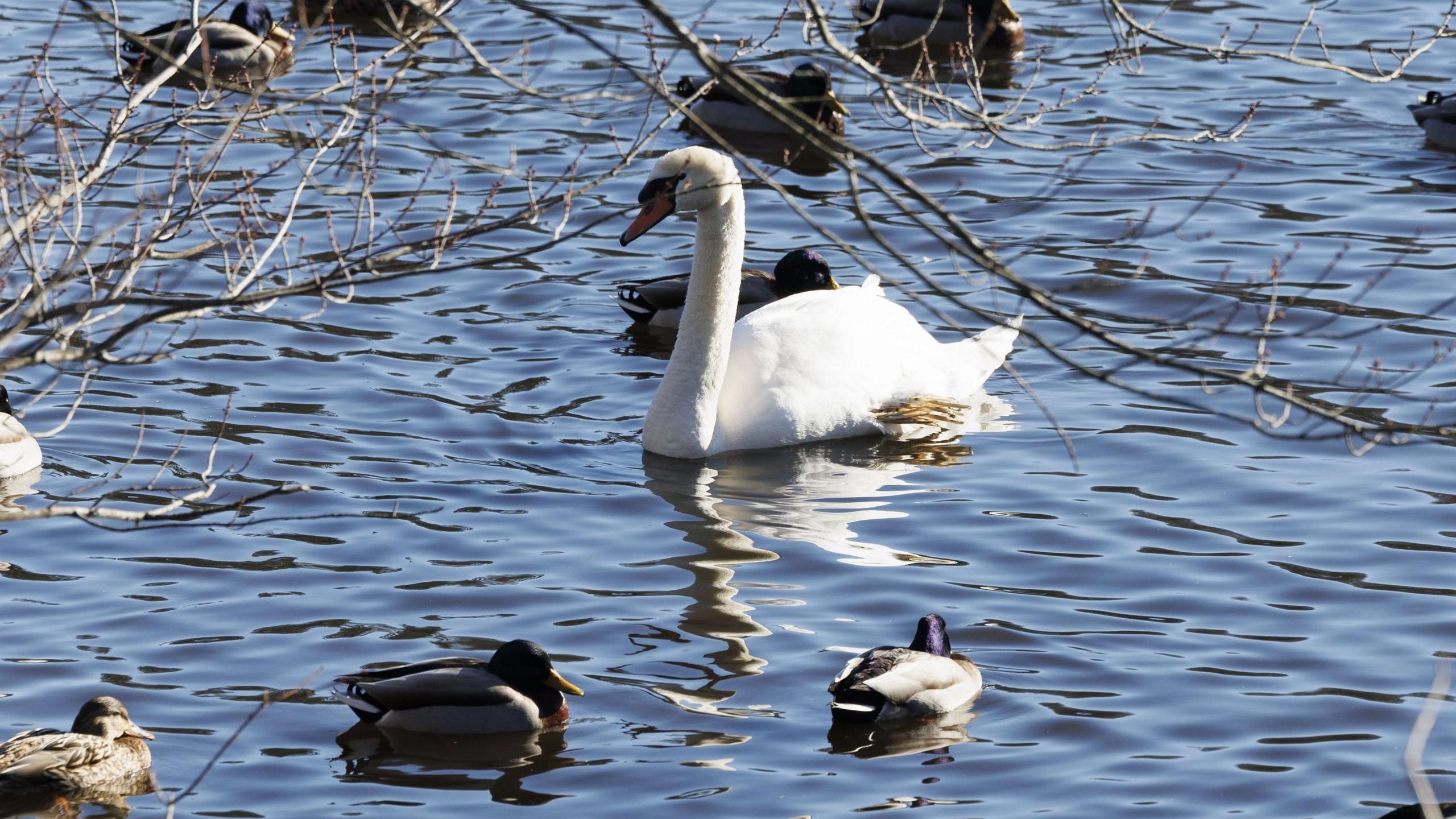 Several species of duck and a swan are swimming on rippled blue water, with the blurred branches of a tree in the foreground