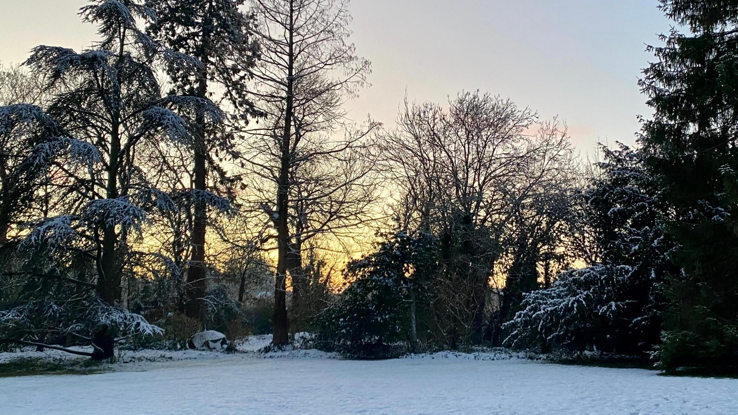 Snow and trees