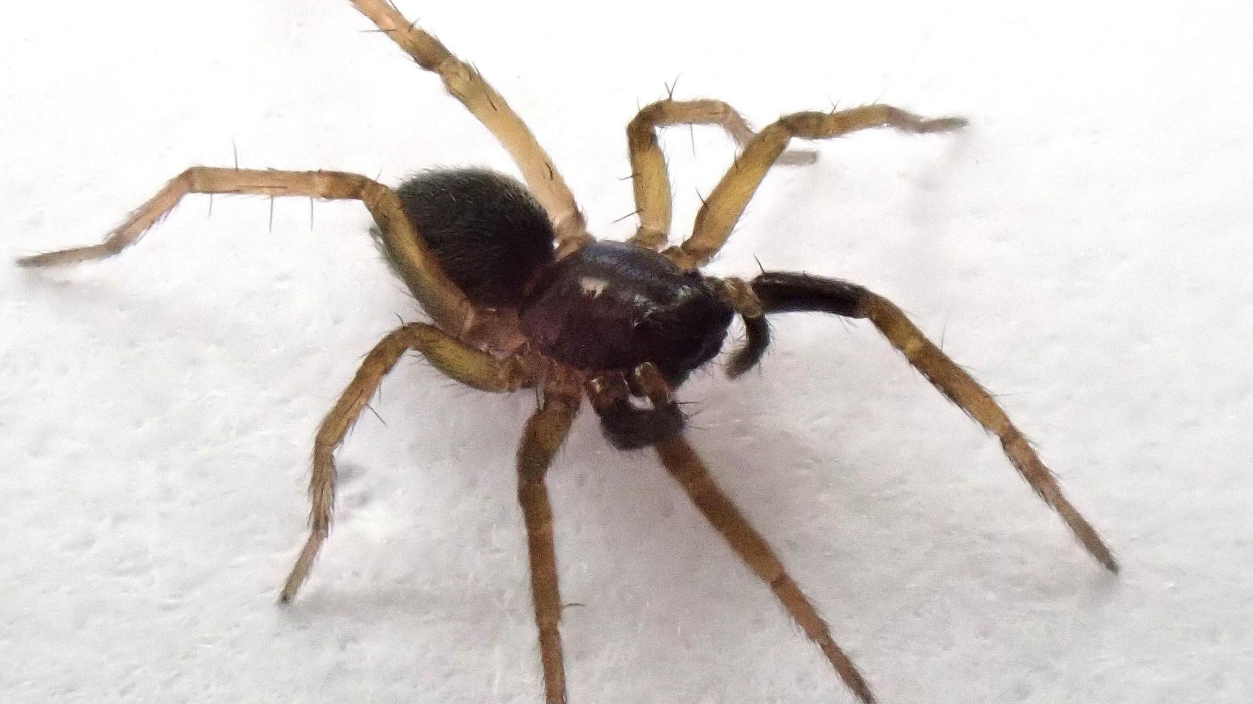 A close-up image of the Aulonia albimana which has a dark brown body and orange hairy legs.