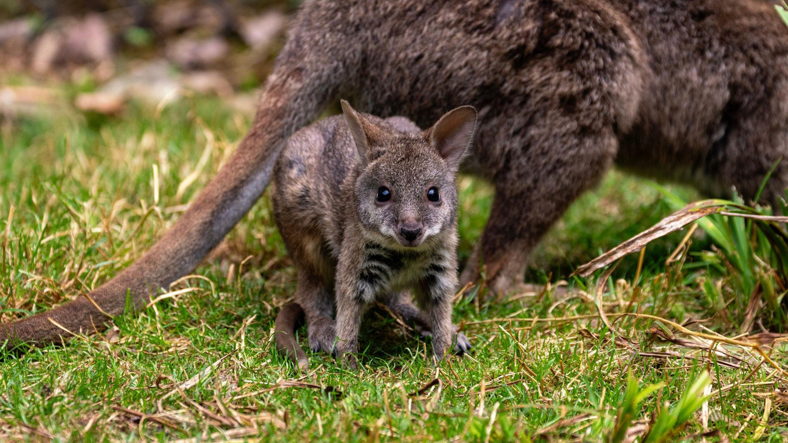 A Parma Wallaby joey begins to explore its habitat with its mother nearby.