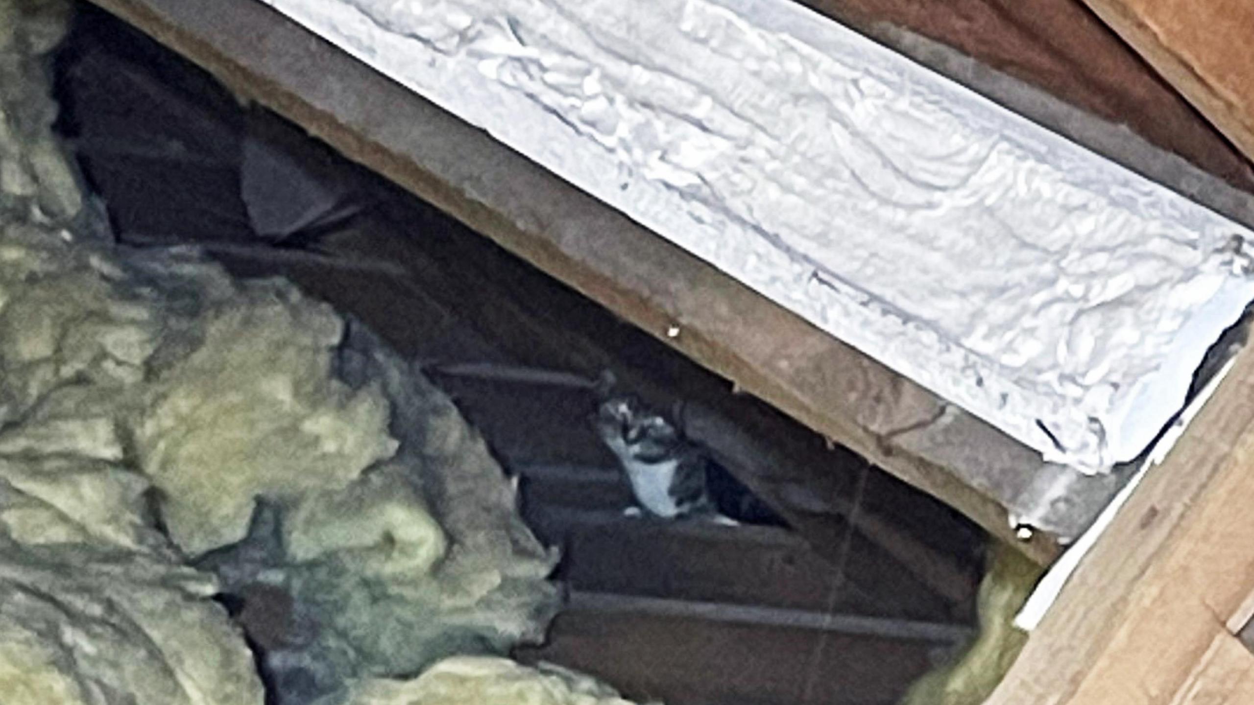 Cat hidden in loft