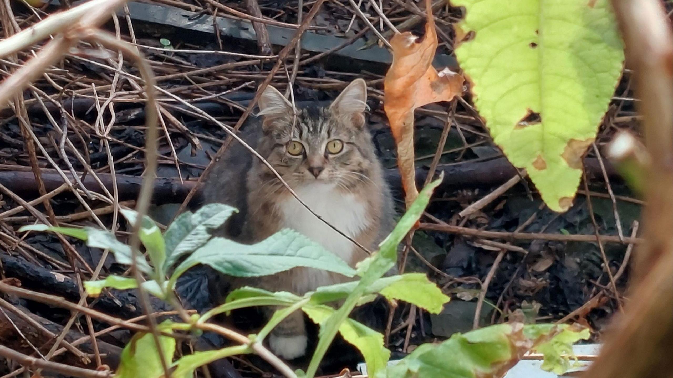 A light-coloured long haired tabby cat with white fur on its chest and yellow eyes looks at the camera from where it is sat behind leaves and branches