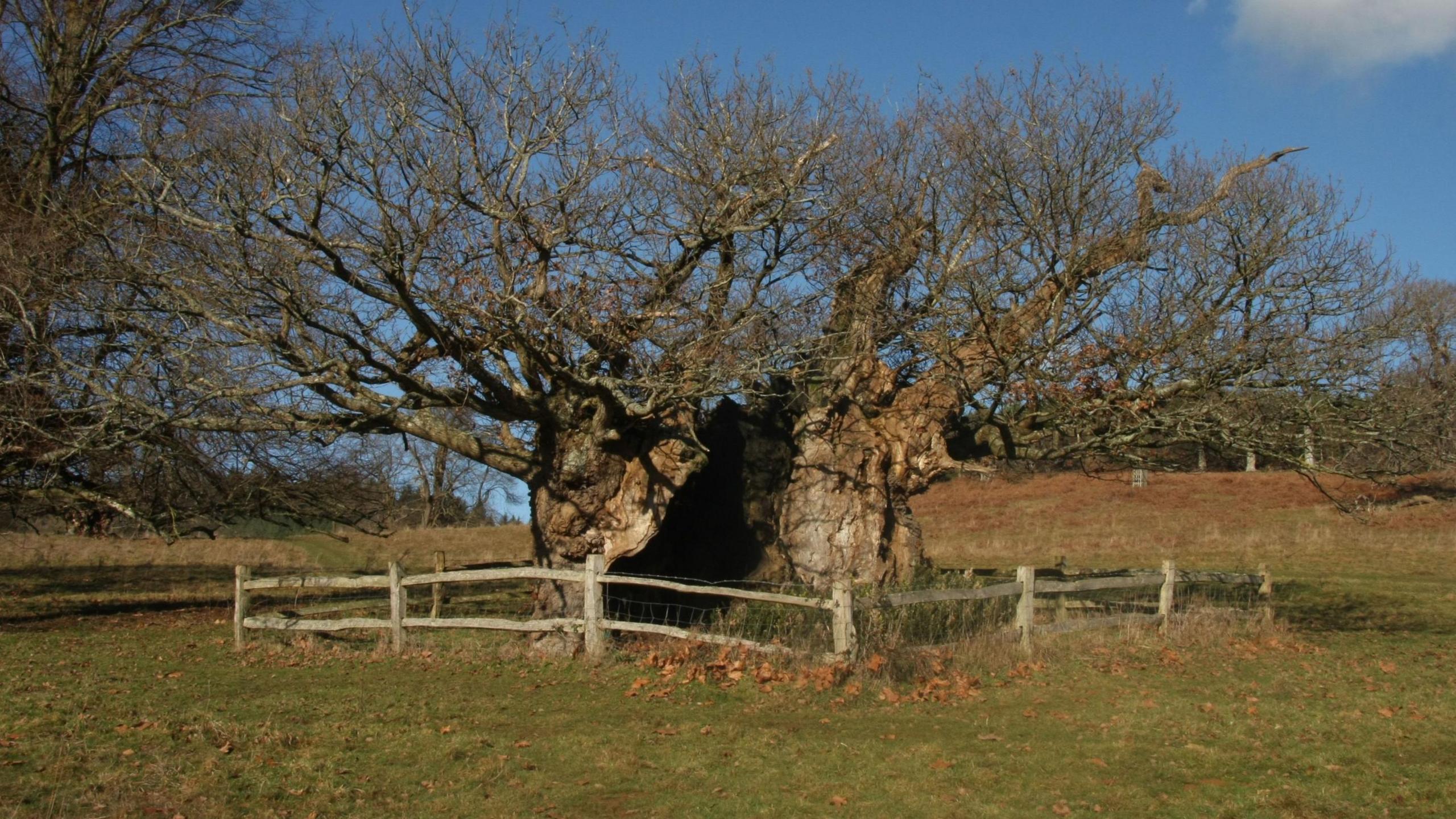 The Queen Elizabeth I oak tree