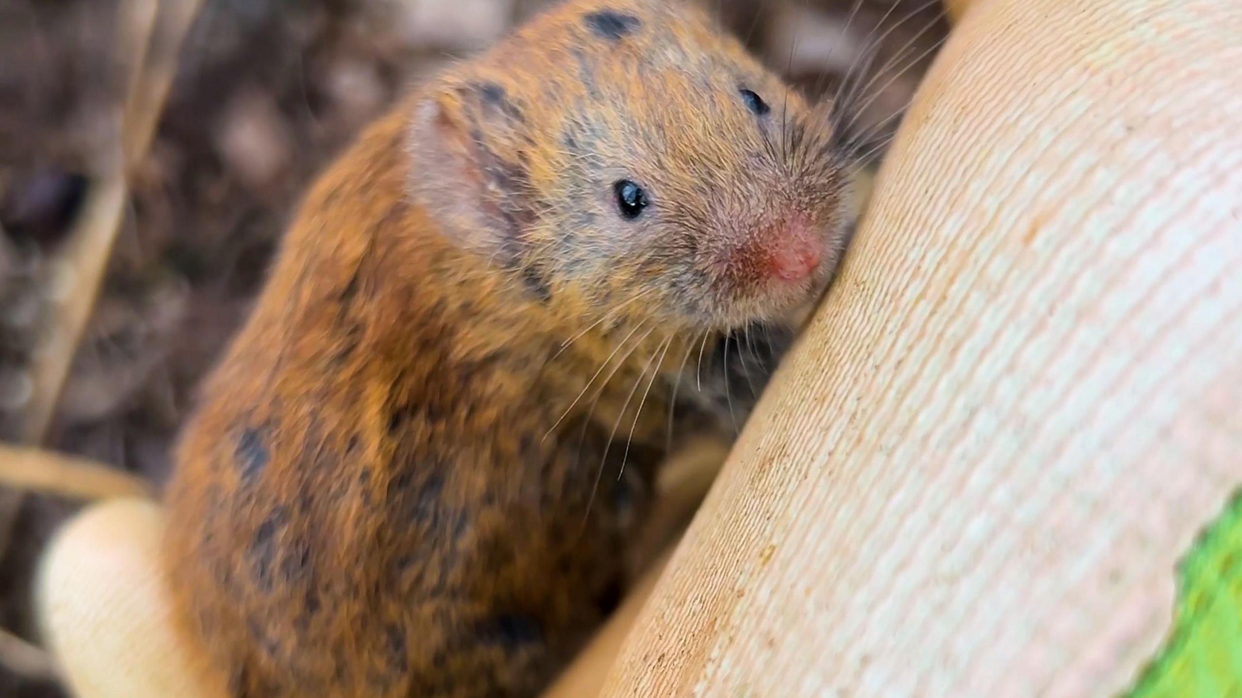 A short-tailed vole is seen close up climbing on what appears to be a gloved hand with ground foliage seen in the background.