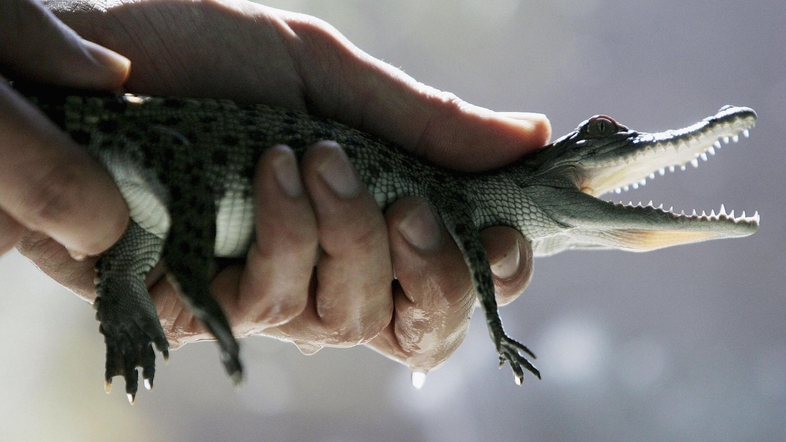 A three month-old Saltwater Crocodile hatchling