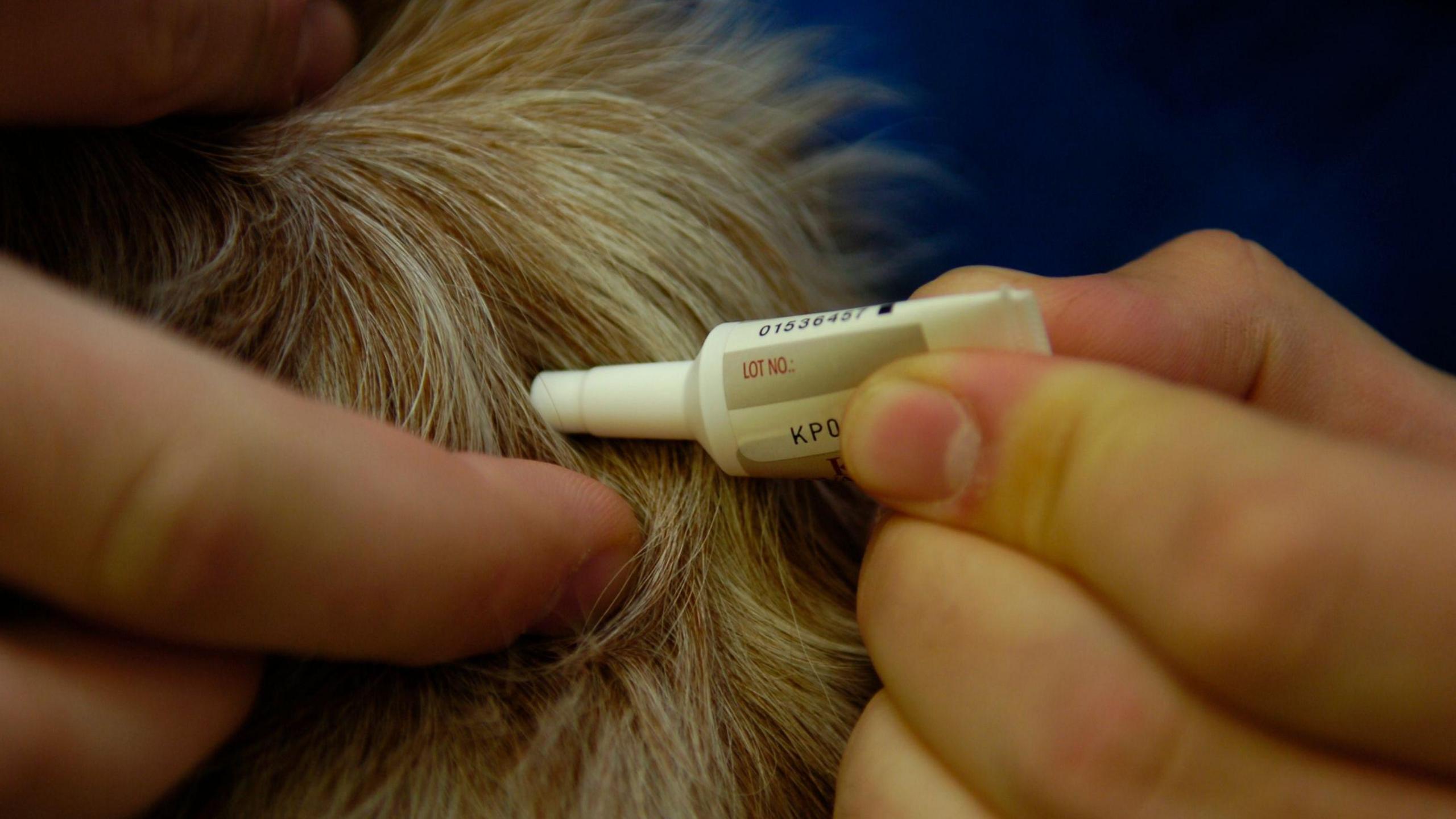 Triniaethau chwain yn cael ei osod ar groen ci