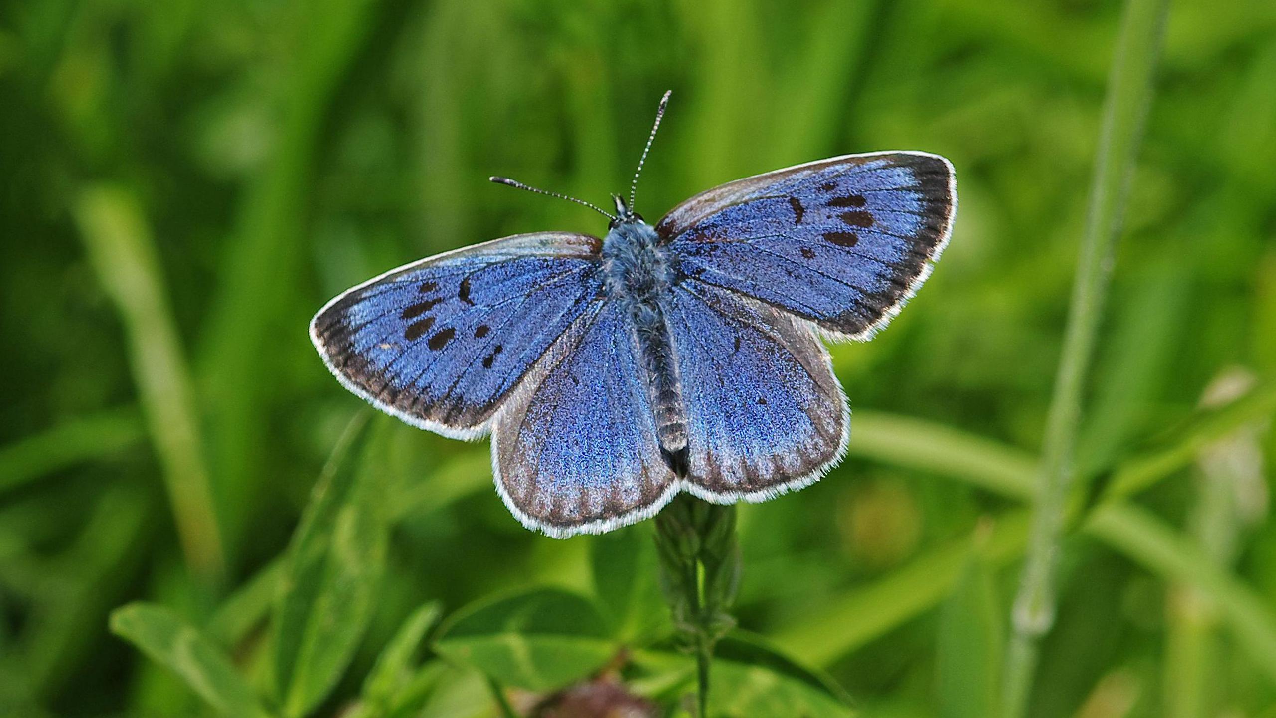 A blue phengaris arion butterfly