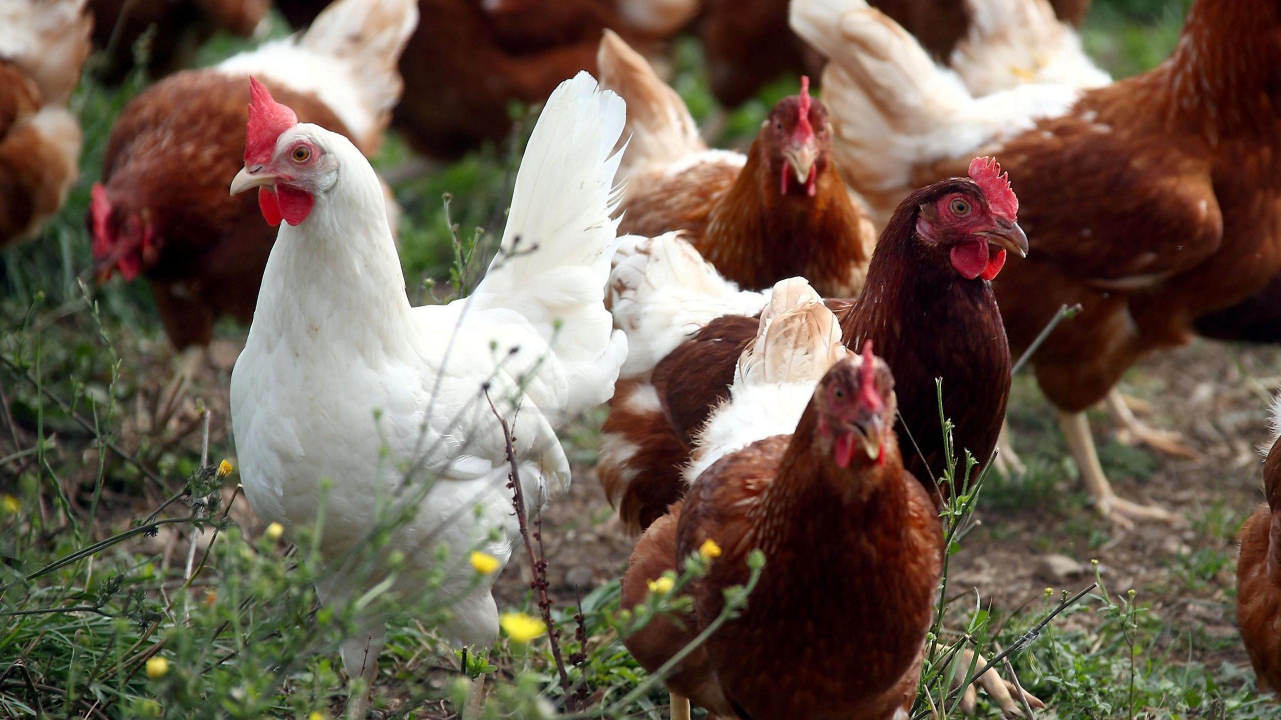 Brown and white hens in a field. 