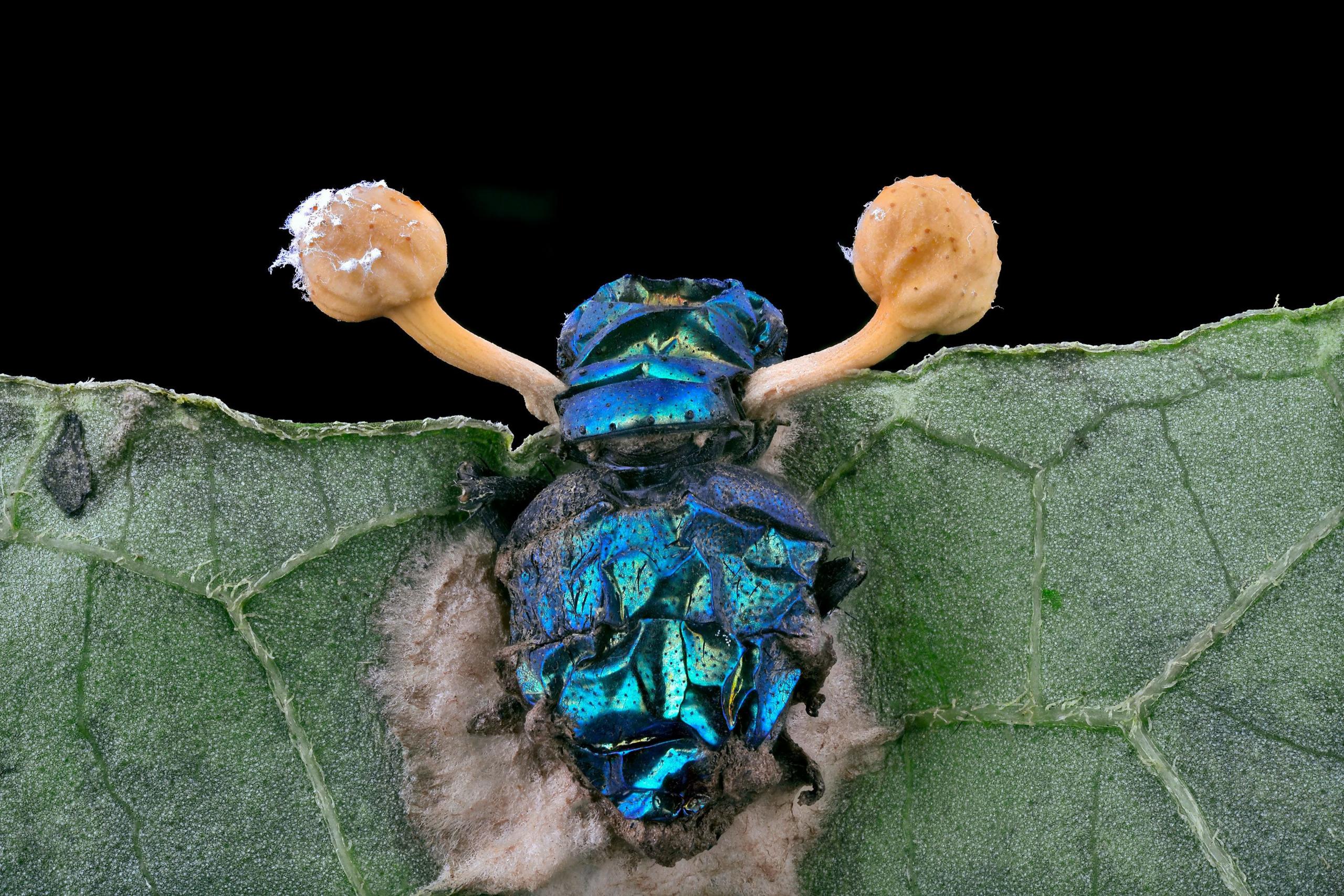 Parasitic fungus on a fly.