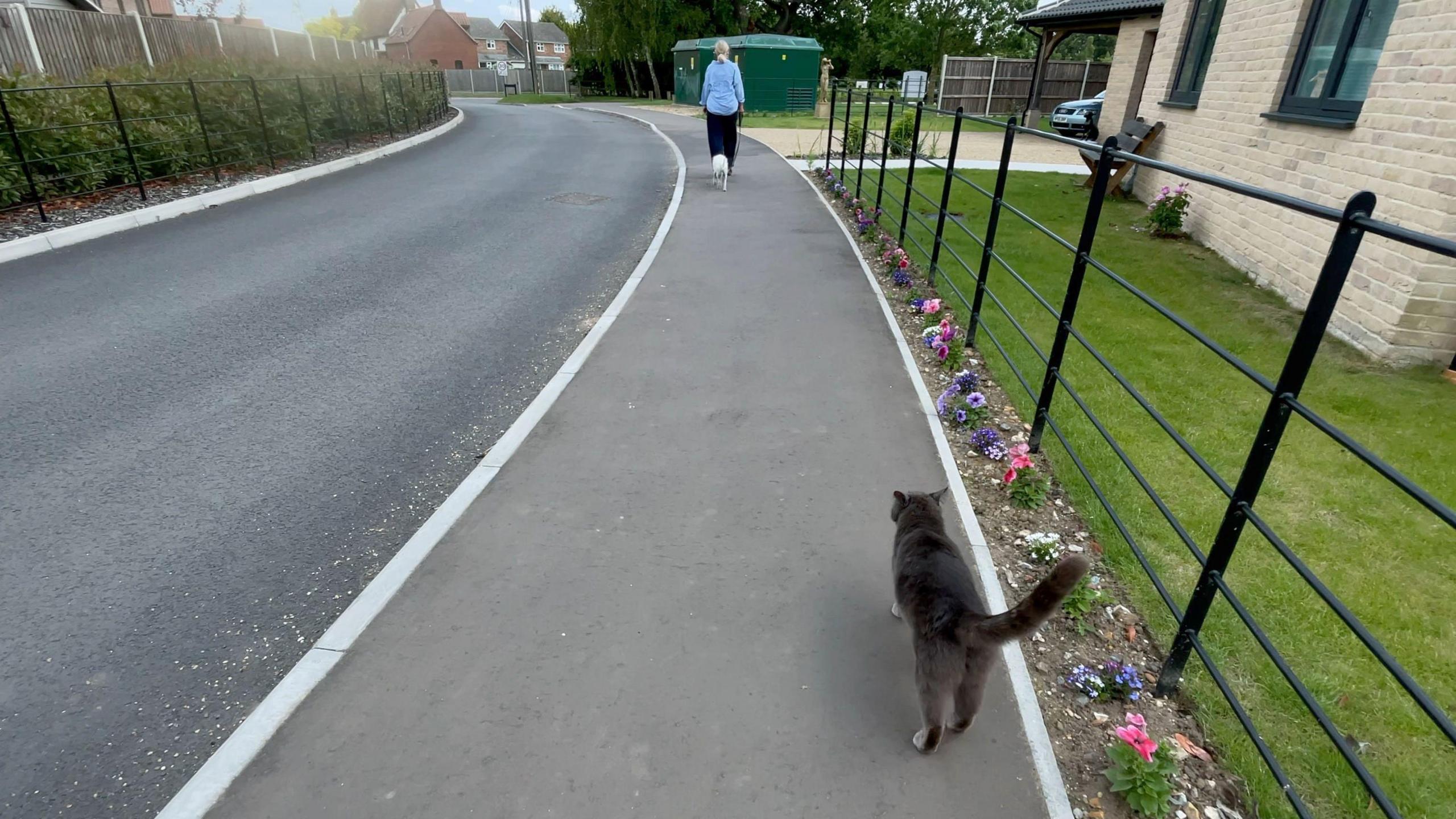 Janet walking along a residential street, followed by Harry the cat
