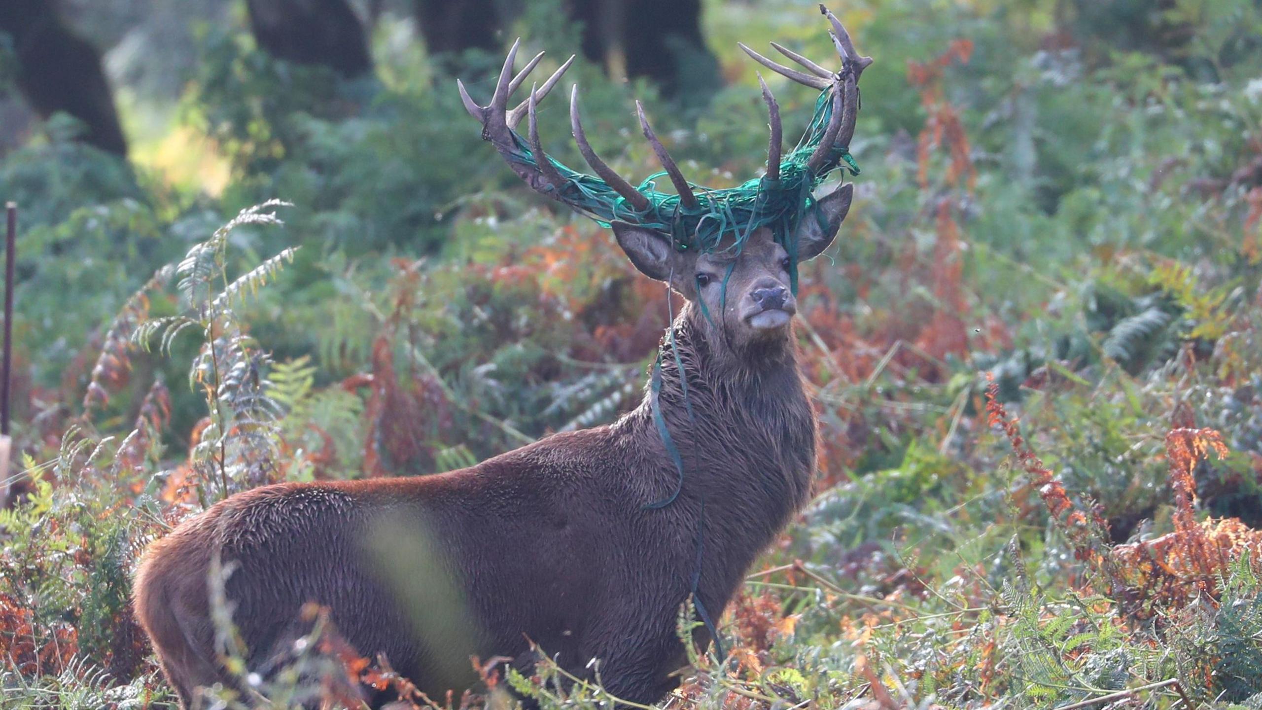 A stag is standing in brambles. He has green wire wrapped around his antlers. The sun is shining on the forest floor.