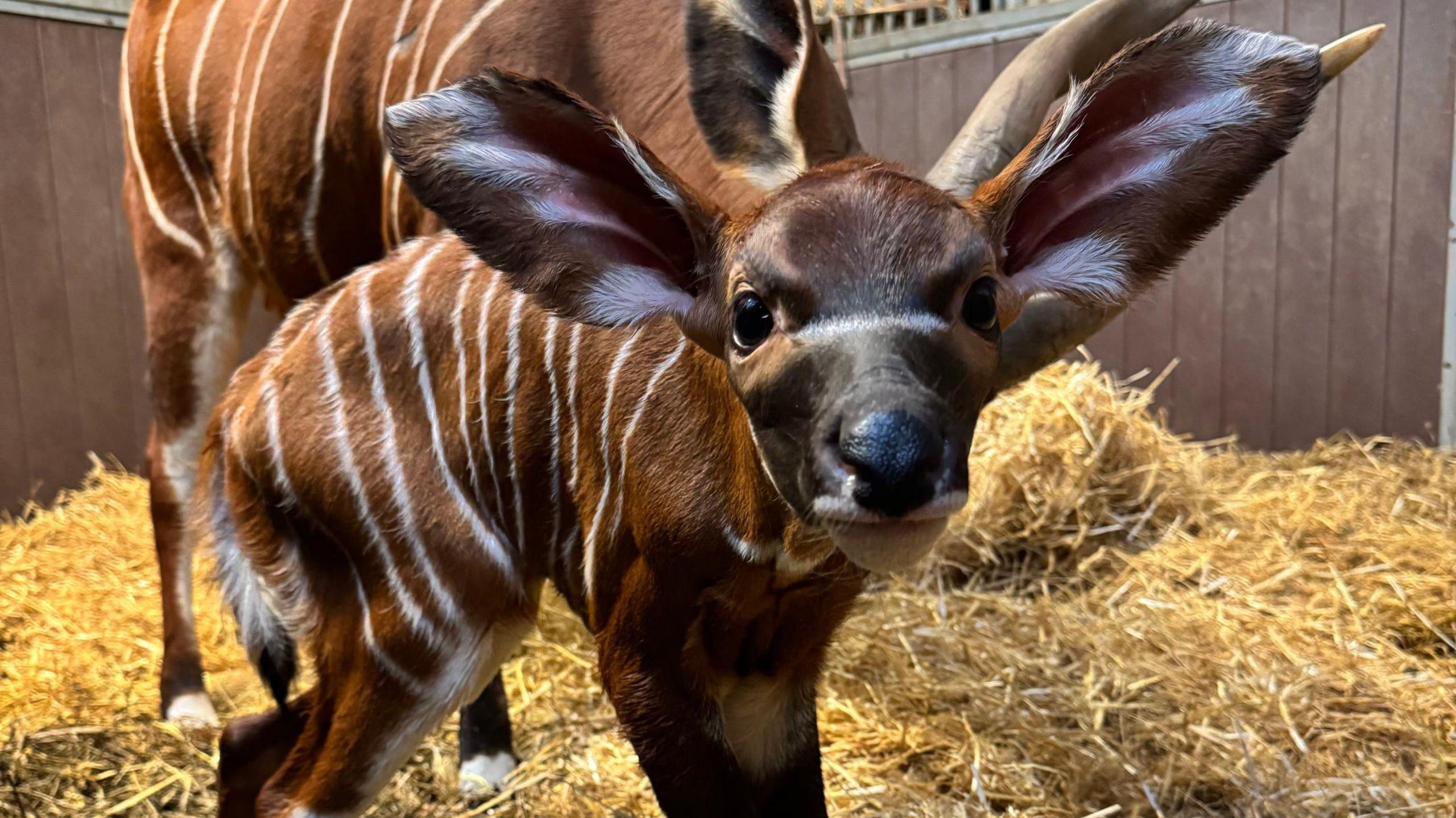 The calf stares directly at the camera, while standing in an indoor stall covered with hay. Her mother stands behind her.